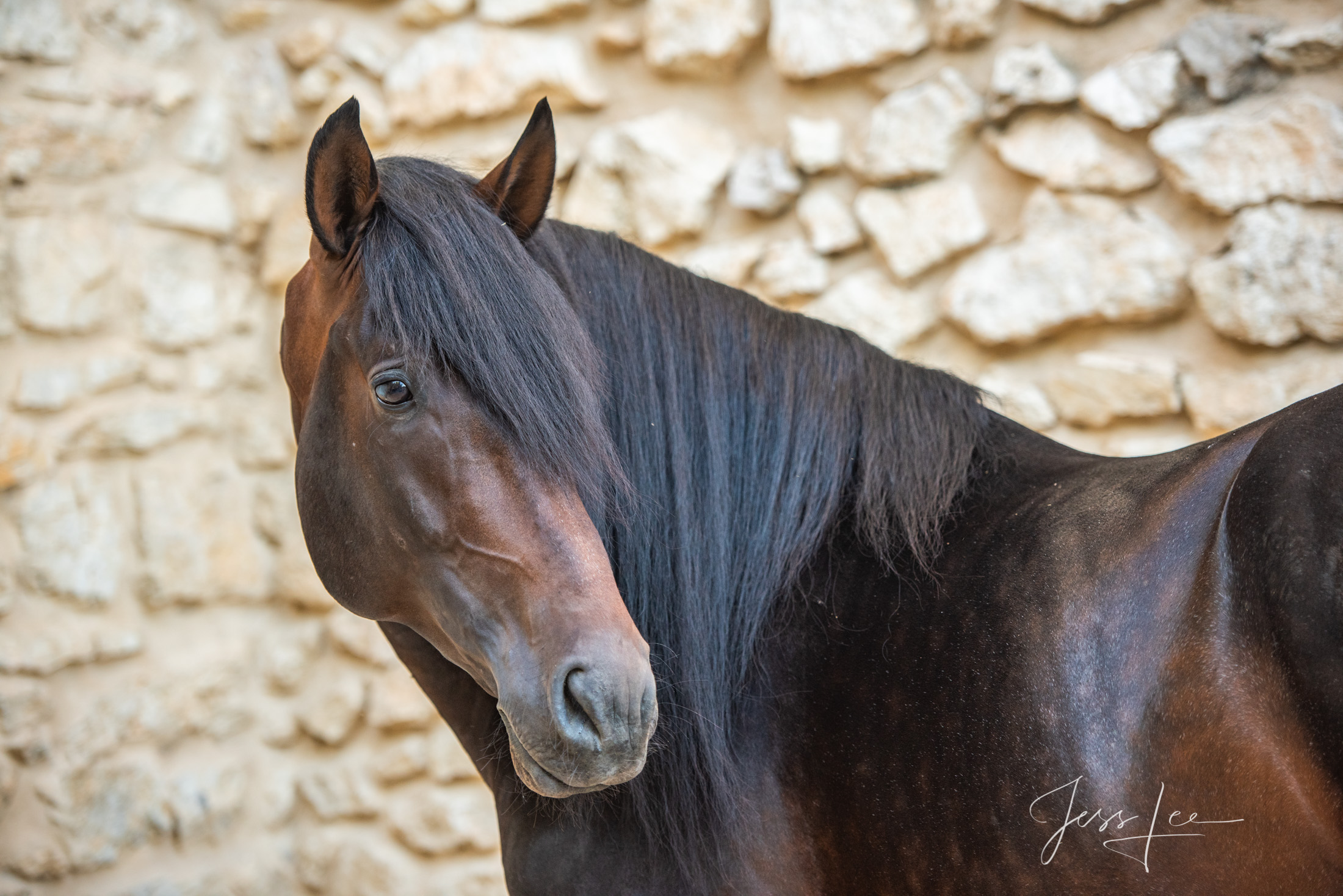 Camargue # 14 Fine Art, Limited Edition, Luxurious photographic prints of the horses of the Camargue and Provence region of France...