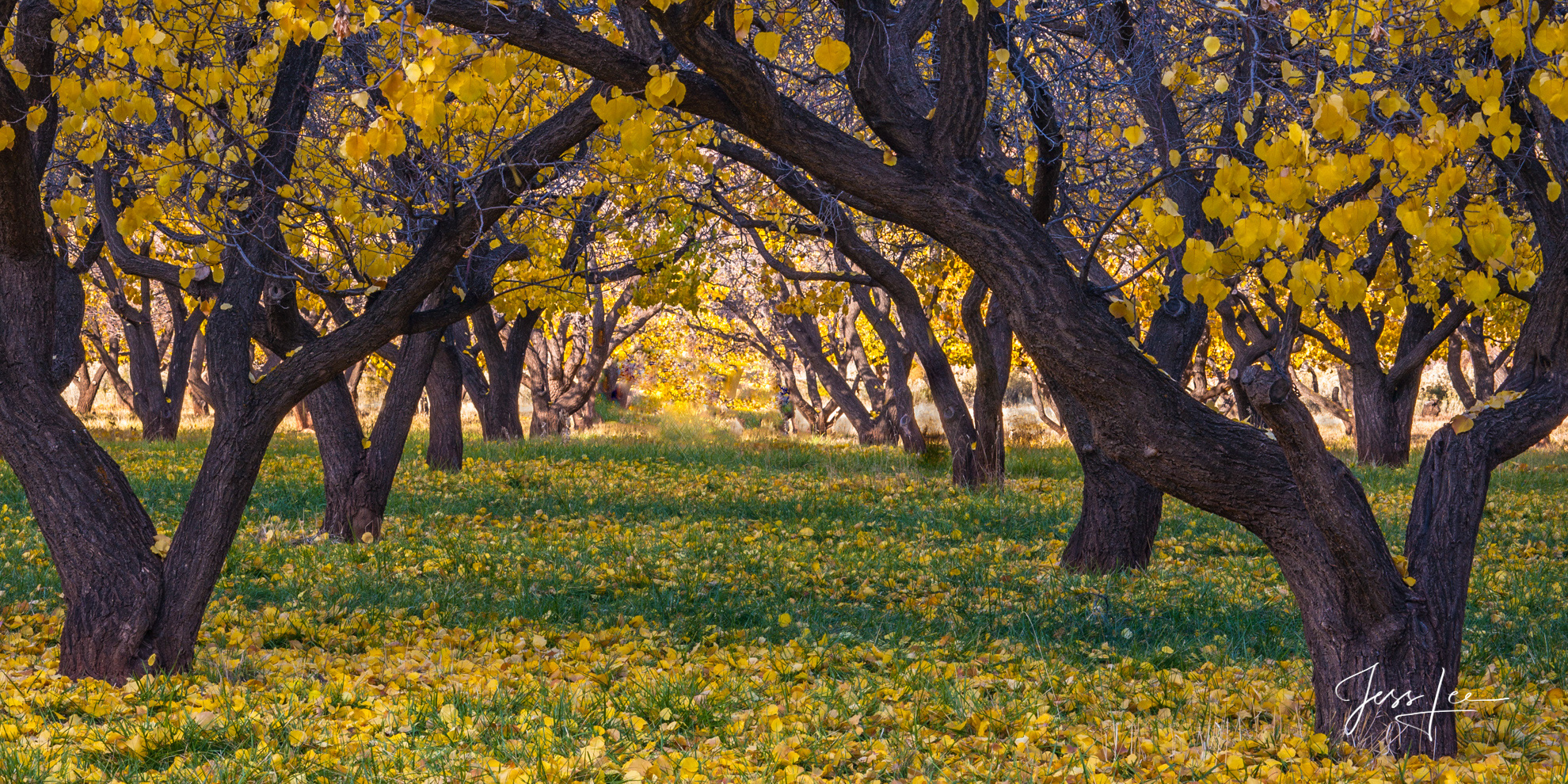 Limited Edition of 50 Exclusive high-resolution Museum Quality Fine Art Prints of trees in Panorama Photography. Photos copyright...