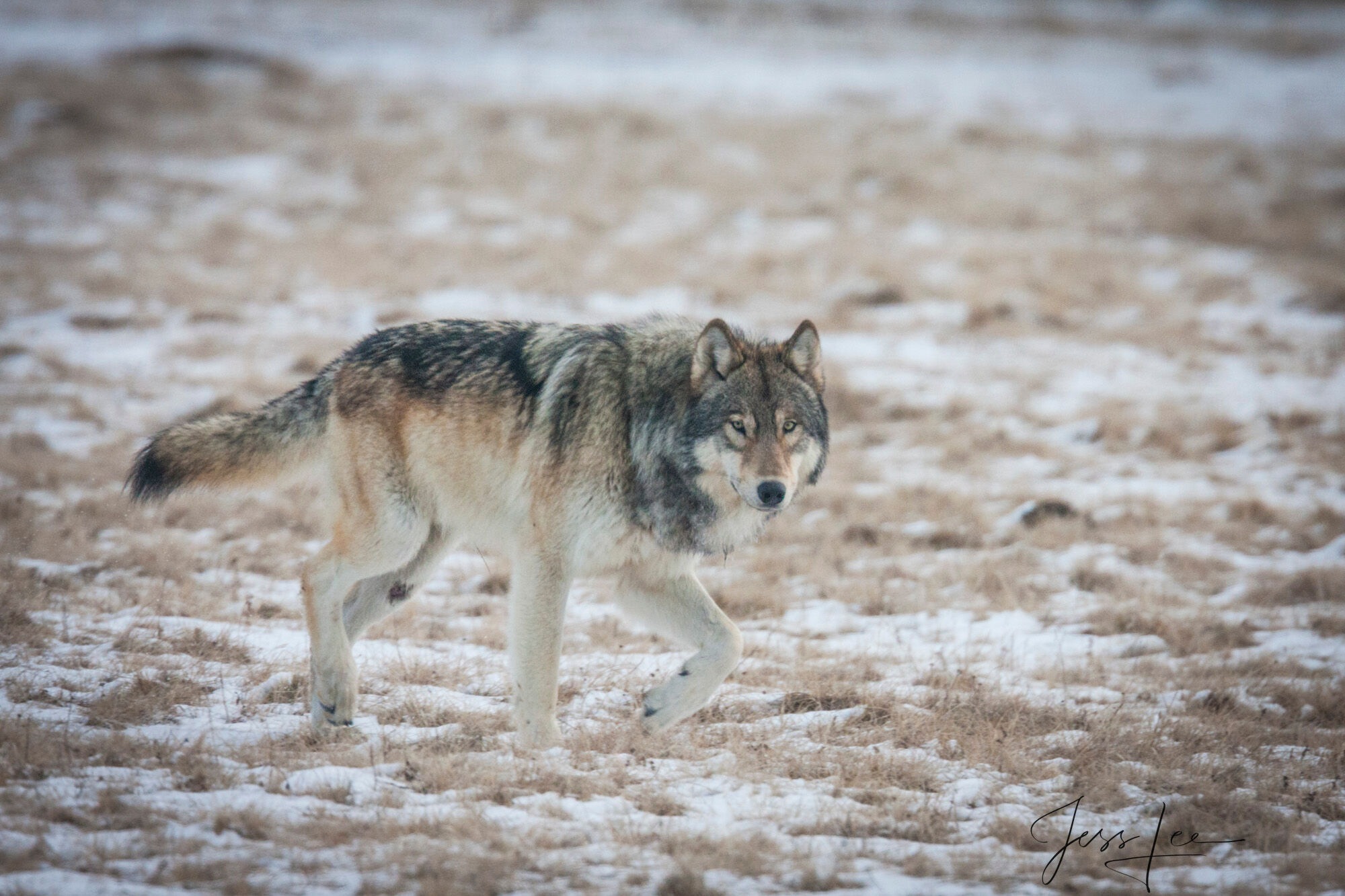 Wary Yellowstone Wolf in Snow Fine Art Limited Edition Print of a Yellowstone Wolf in Snow