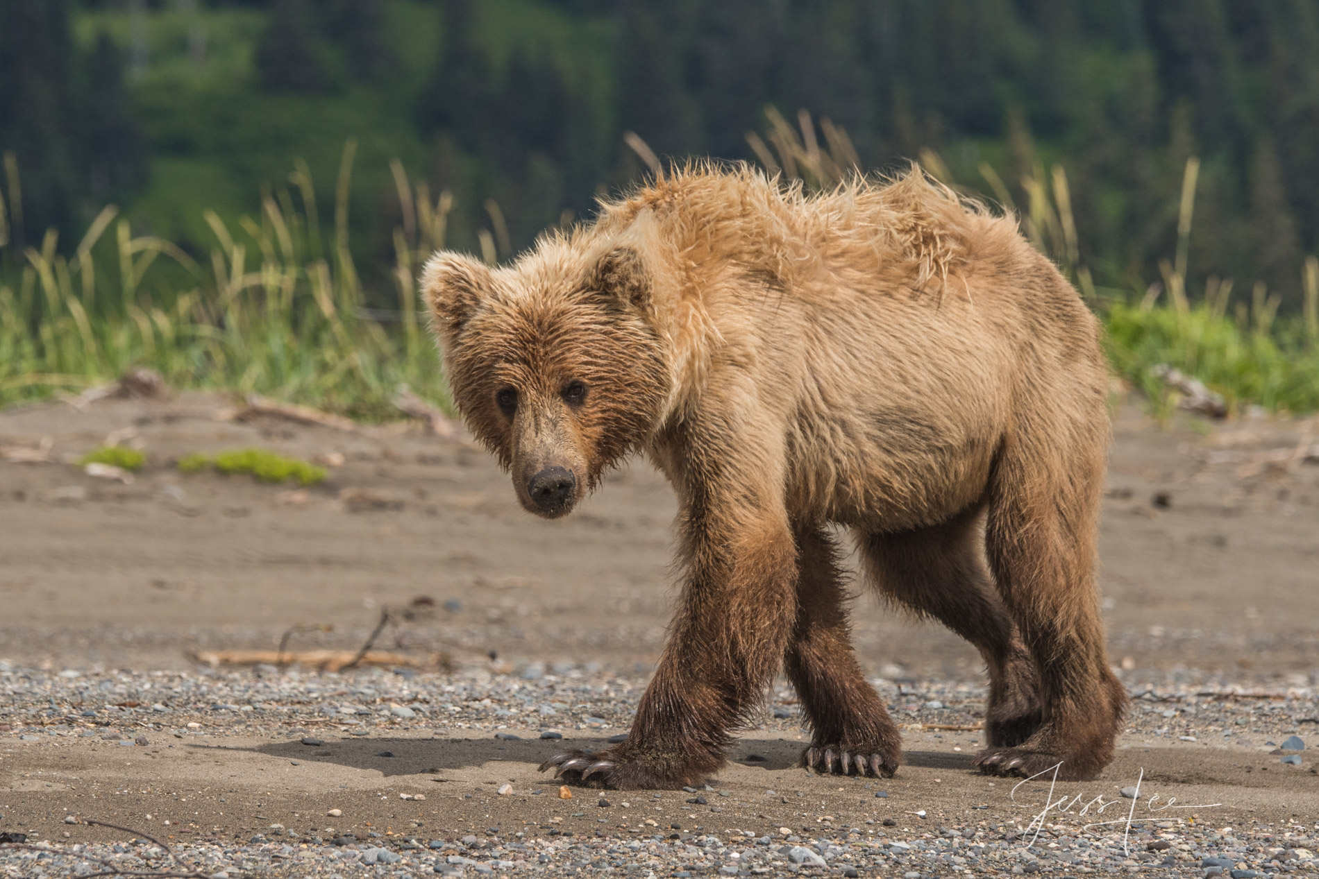 Picture of a Grizzly Bear, Limited Edition Fine Art Photography Print From Jess Lee"s Bear Photo Gallery