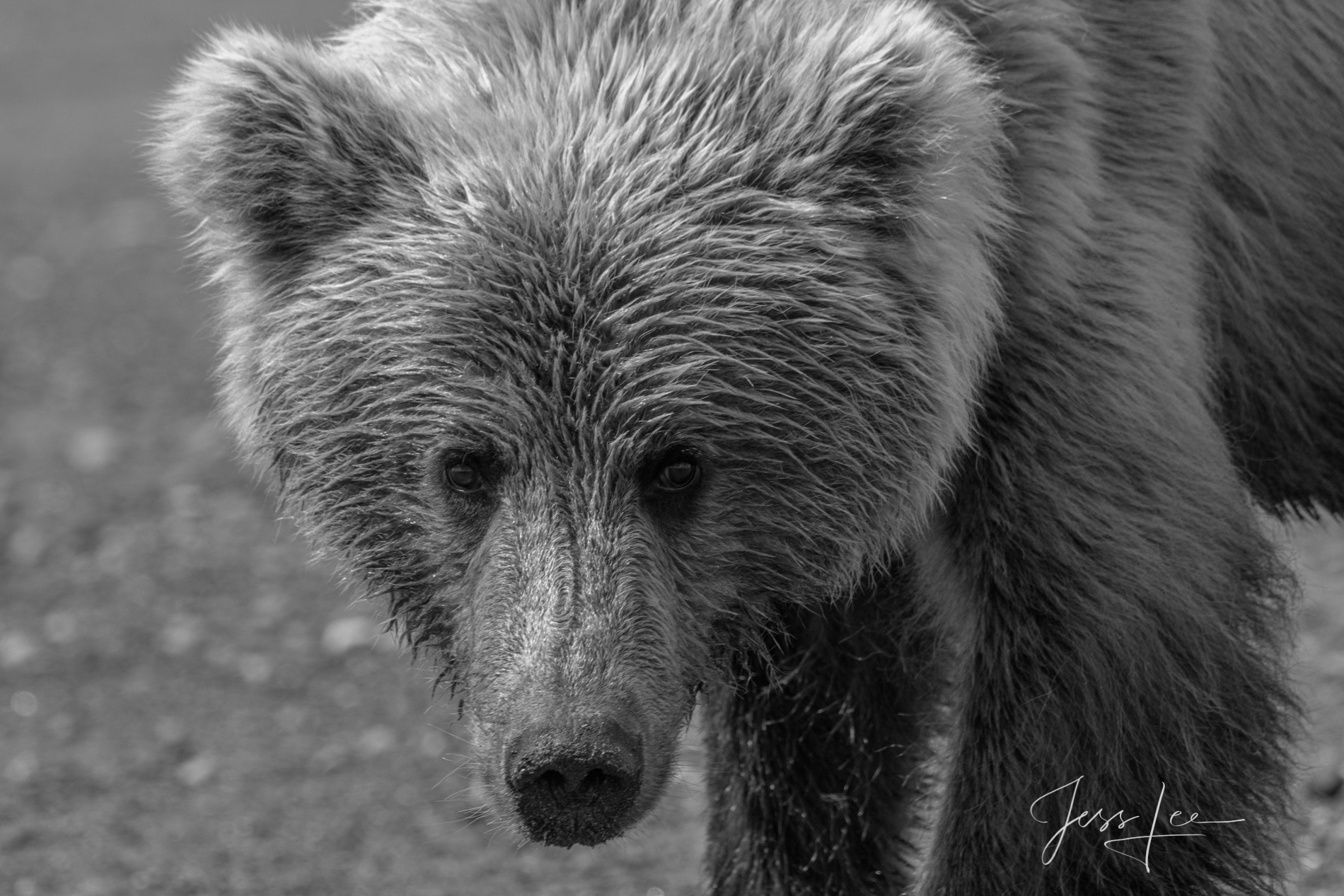 Young Male Grizzly