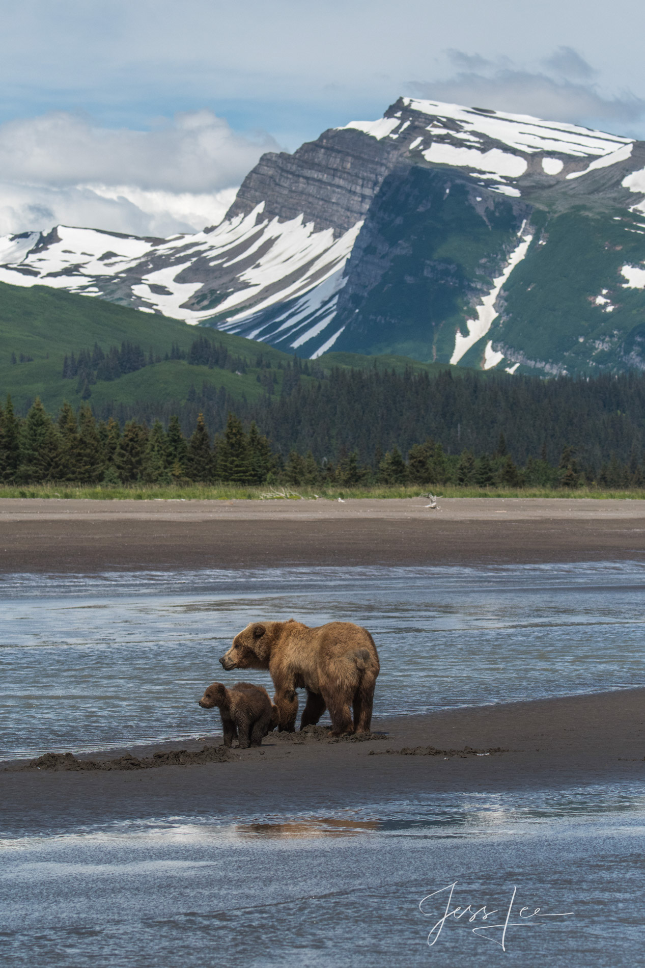 Picture of a Grizzly Bear, Limited Edition Fine Art Photography Print From Jess Lee"s Bear Photo Gallery