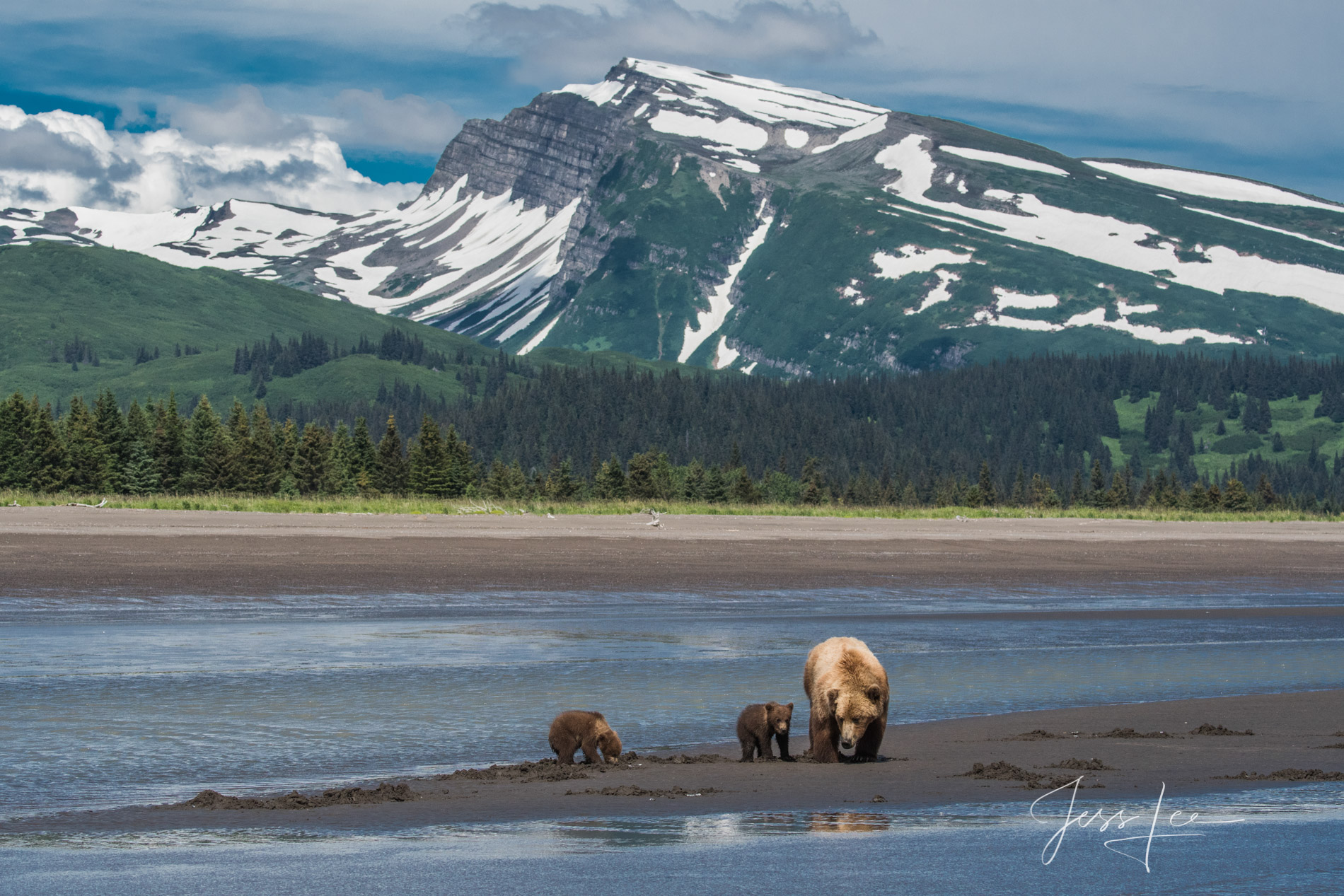 Grizzly Bear Cubs Photo 307 Picture of a Grizzly Bear, Limited Edition Fine Art Photography Print From Jess Lee"s Bear Photo Gallery