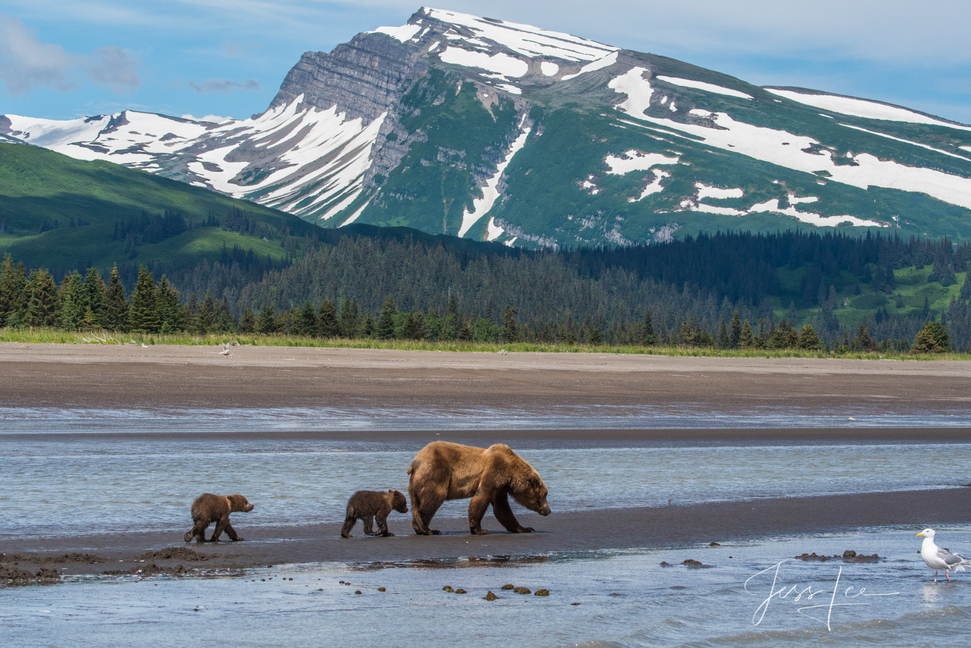 Picture of a Grizzly Bear, Limited Edition Fine Art Photography Print From Jess Lee"s Bear Photo Gallery