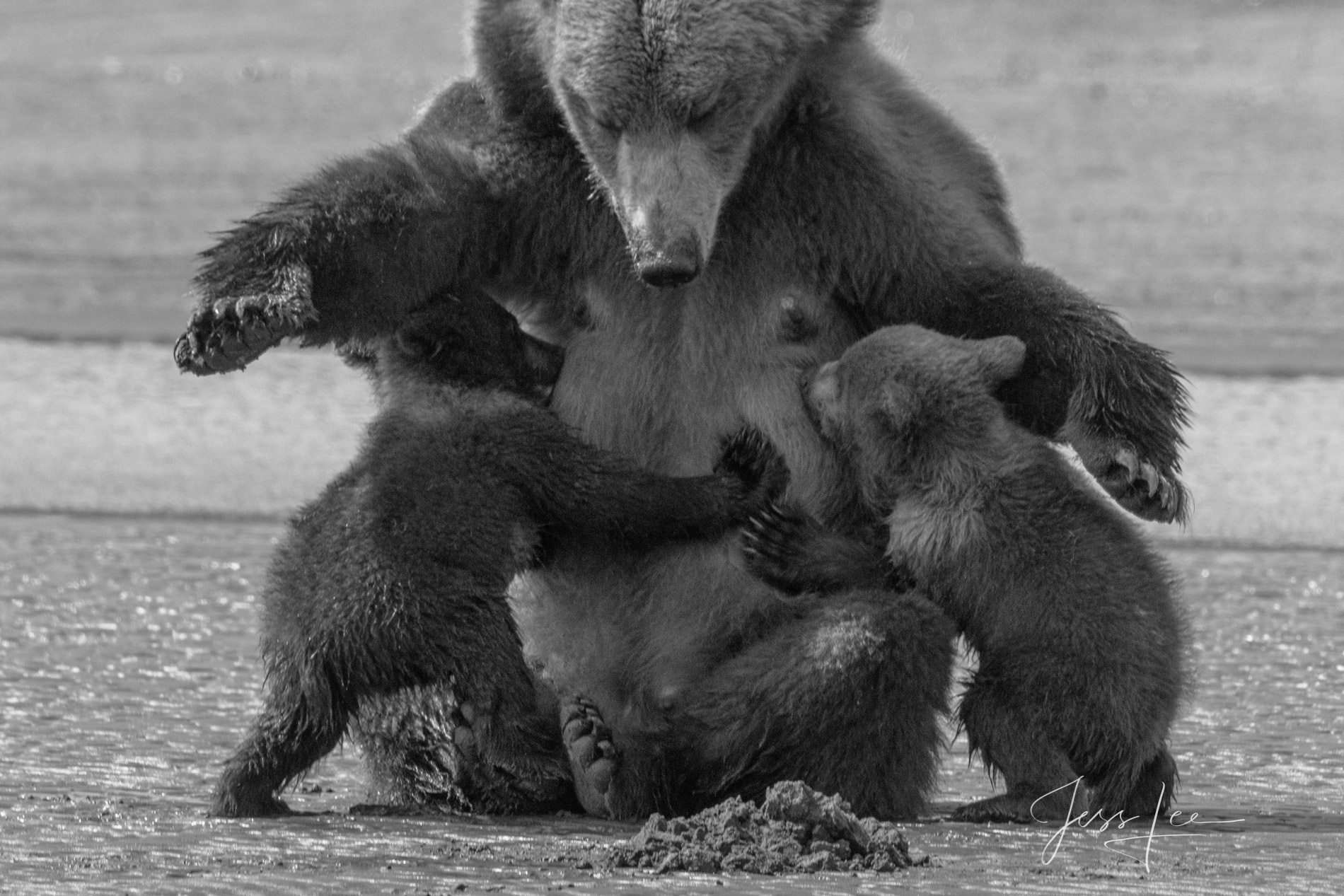 Nursing Grizzlies Grizzly Bear nursing Black and White Gallery Print