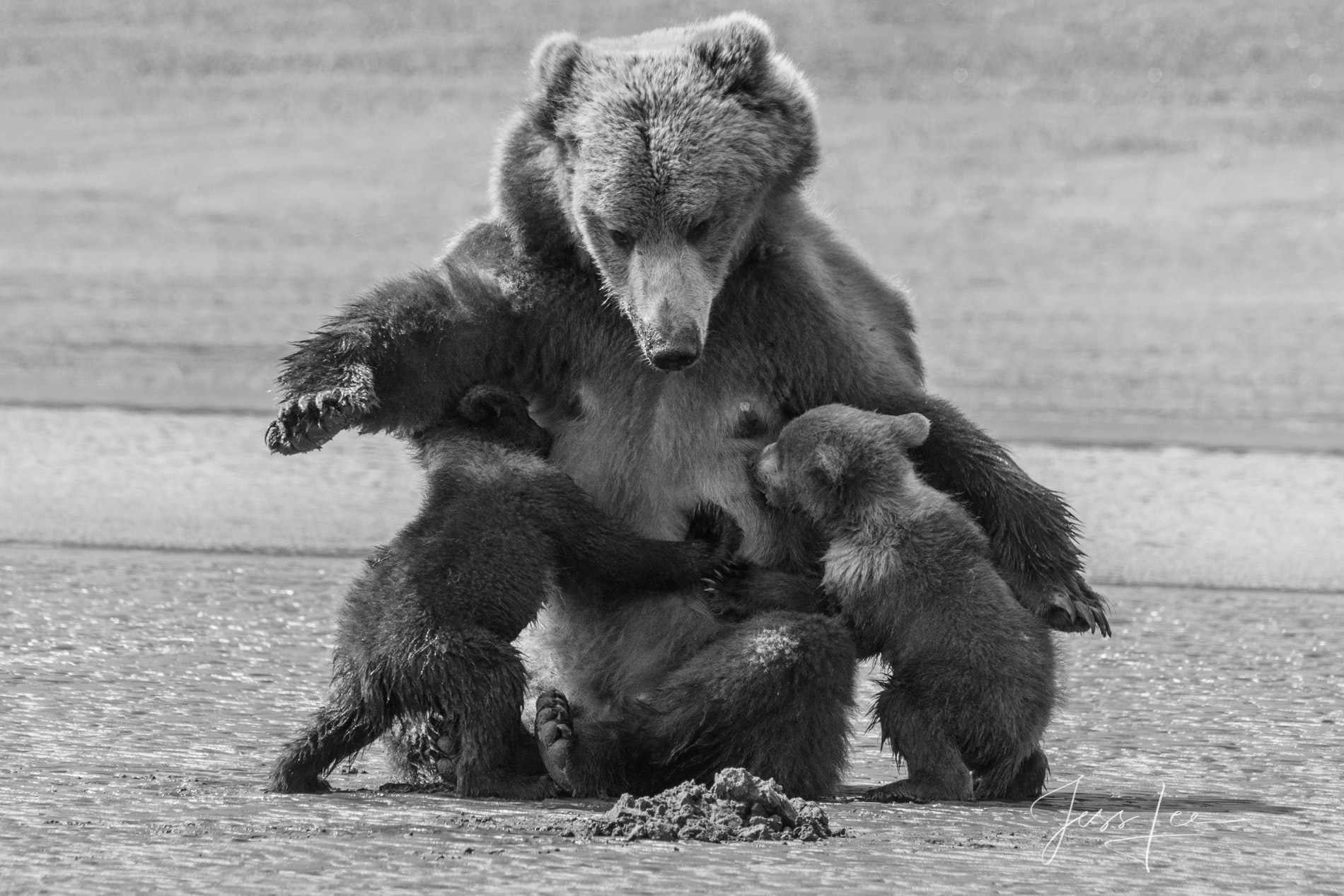 Nursing Bear Cubs Grizzly - Brown Bear Nursing Cubs