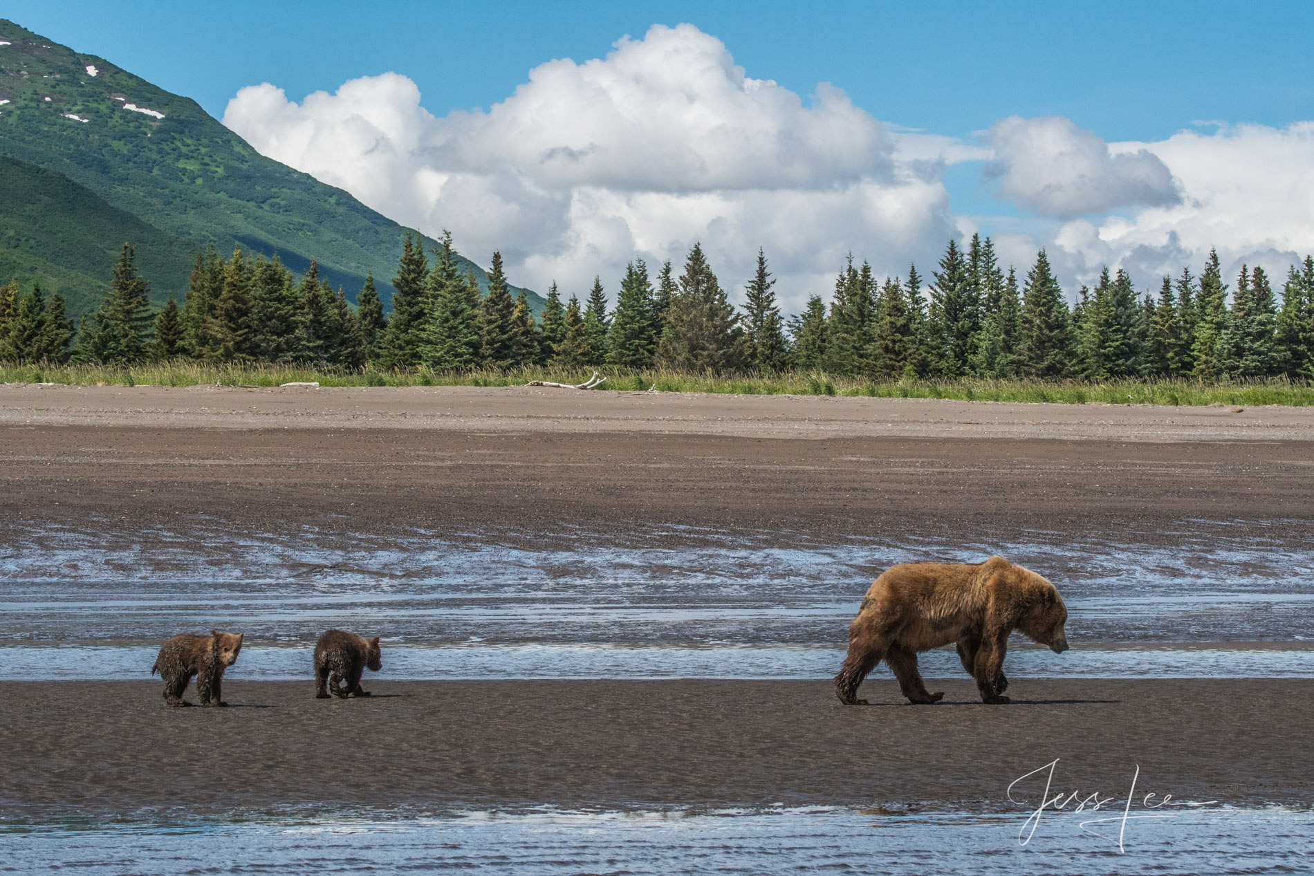 Picture of a Grizzly Bear, Limited Edition Fine Art Photography Print From Jess Lee"s Bear Photo Gallery