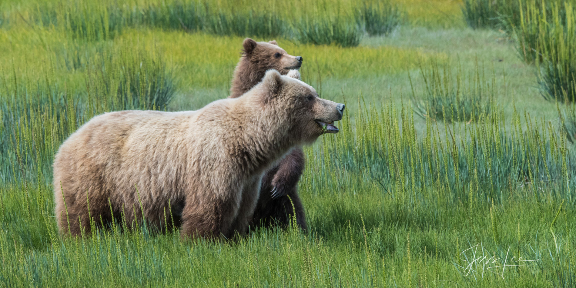 Grizzly Bears Photo 304 Picture of a Grizzly Bear, Limited Edition Fine Art Photography Print From Jess Lee"s Bear Photo Gallery