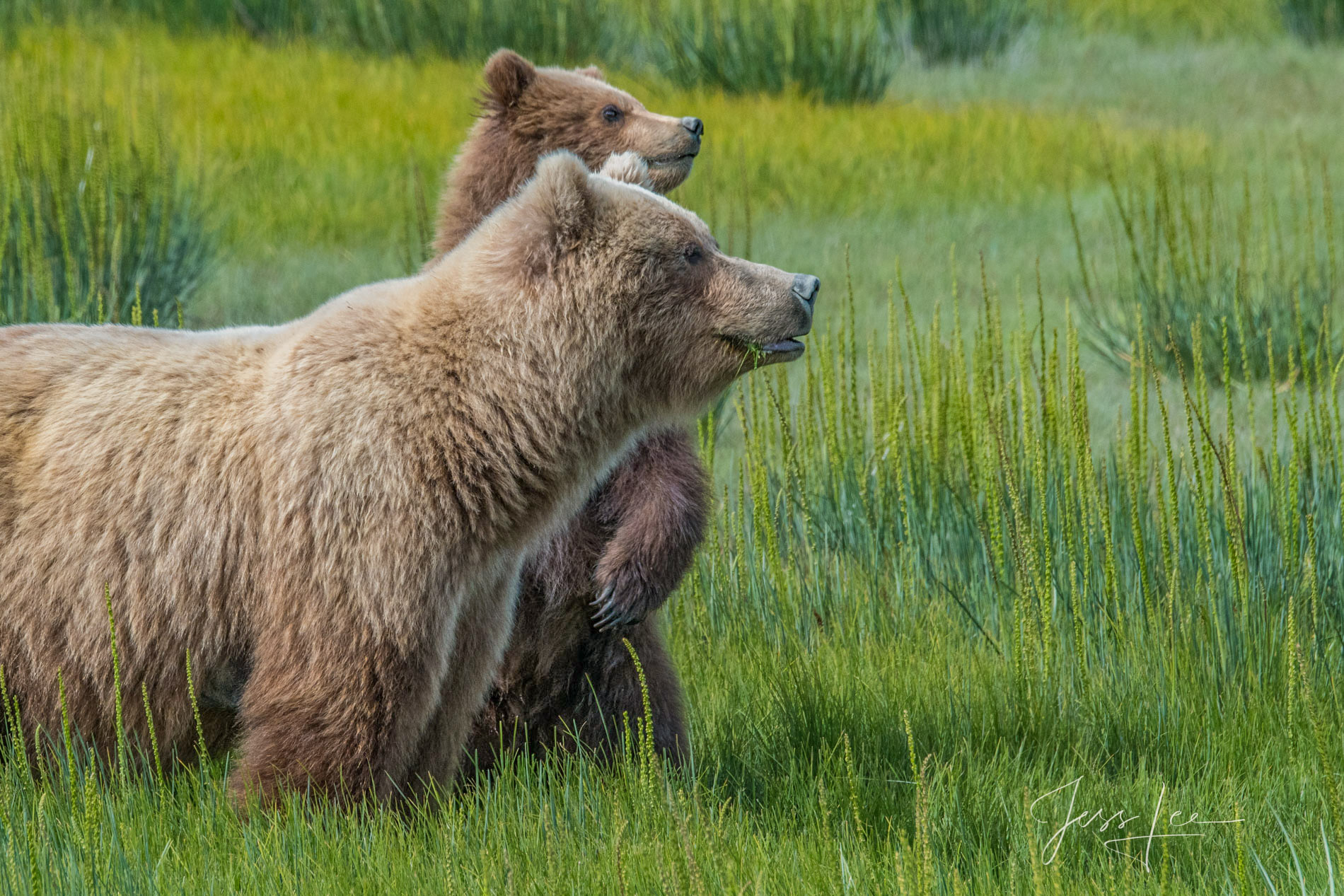 Grizzly Bears Photo 303 Picture of a Grizzly Bear, Limited Edition Fine Art Photography Print From Jess Lee"s Bear Photo Gallery