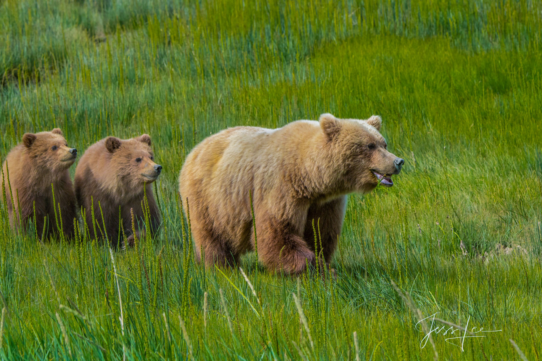 Grizzly Bear Cubs Gallery Print