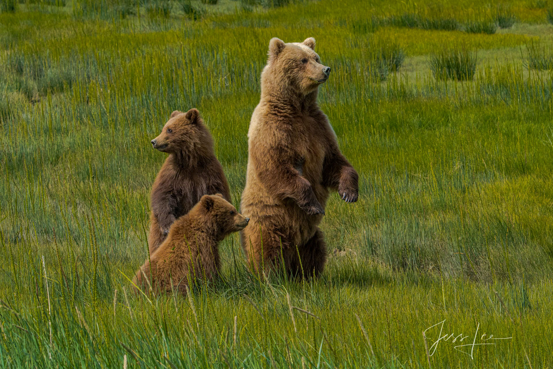 Grizzly Bears standing Photo 301 Picture of a Grizzly Bear, Limited Edition Fine Art Photography Print From Jess Lee"s Bear Photo Gallery
