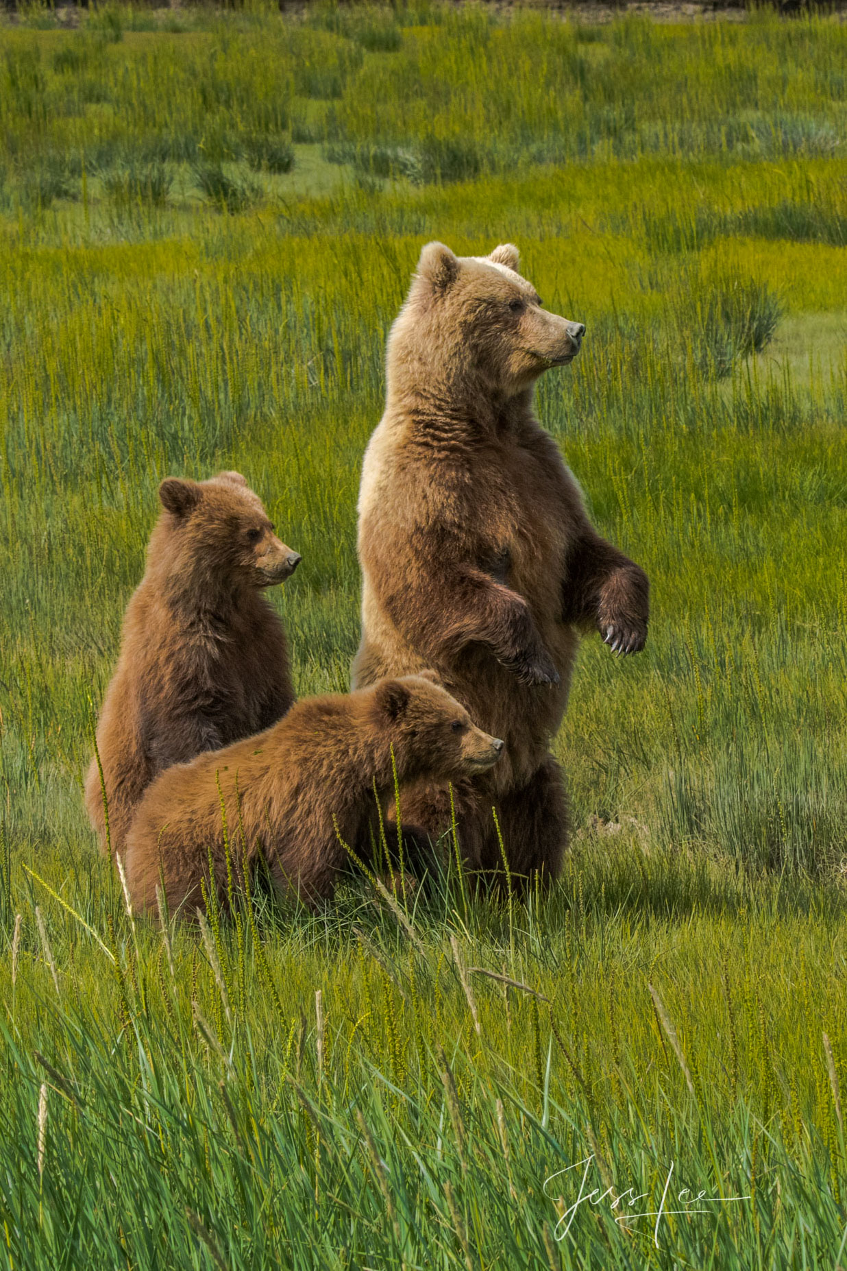 Enjoy the thrill of owning  Bear Photo # 300 from Jess Lee's Alaska Grizzly Bear limited edition photography print gallery....