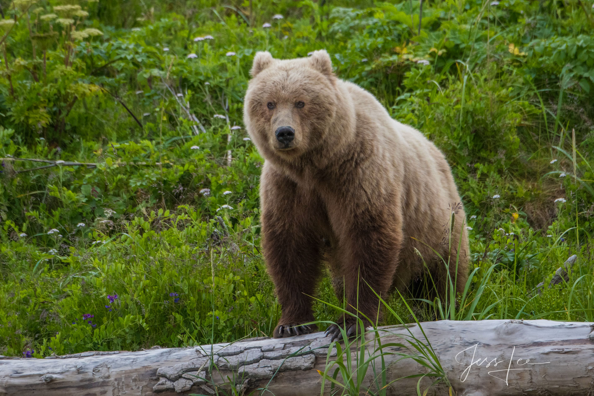 Picture of a Grizzly Bear, Limited Edition Fine Art Photography Print From Jess Lee"s Bear Photo Gallery