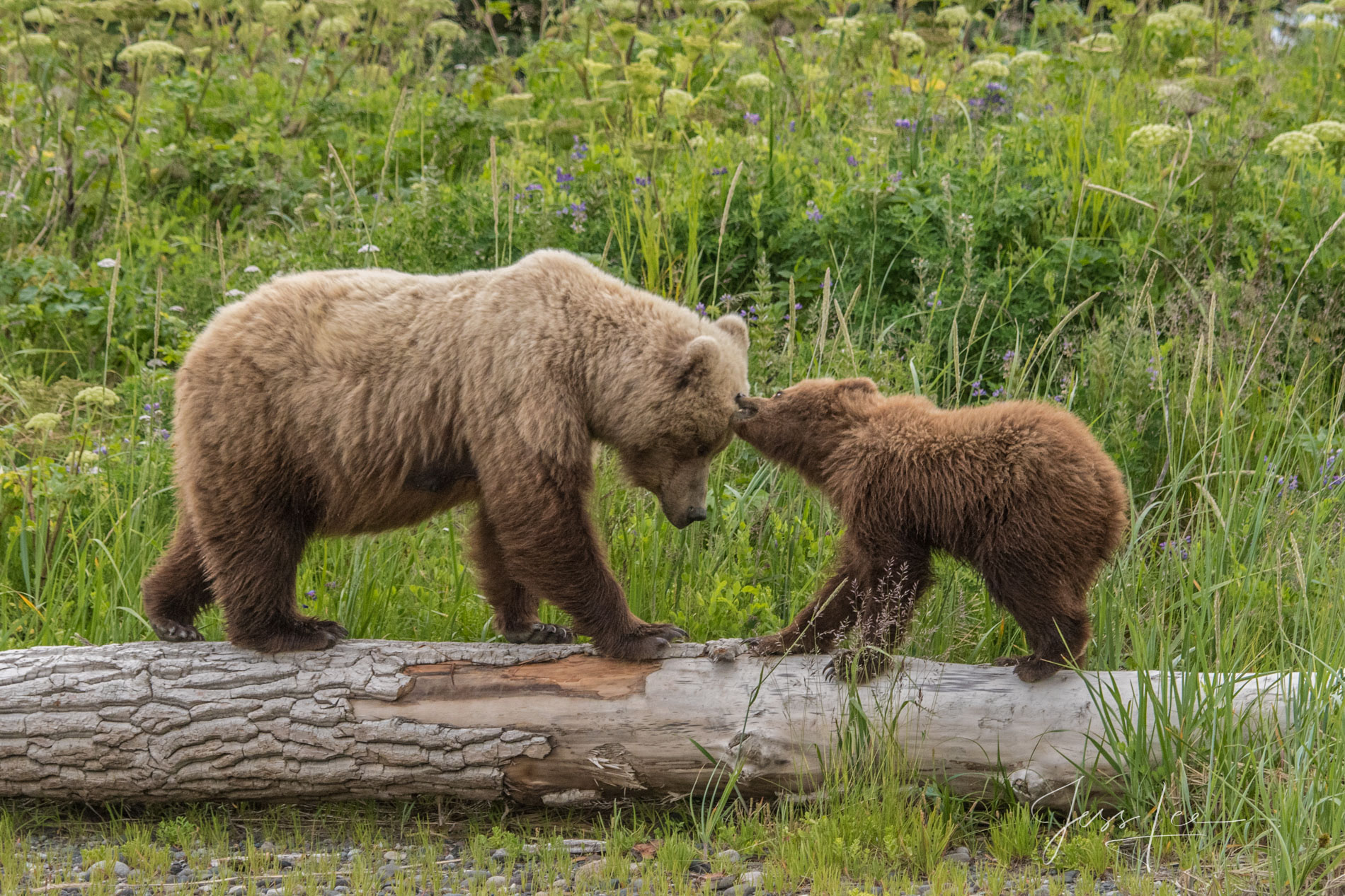 Grizzly Bears mom, Cub Photo 296 Picture of a Grizzly Bear, Limited Edition Fine Art Photography Print From Jess Lee"s Bear Photo Gallery