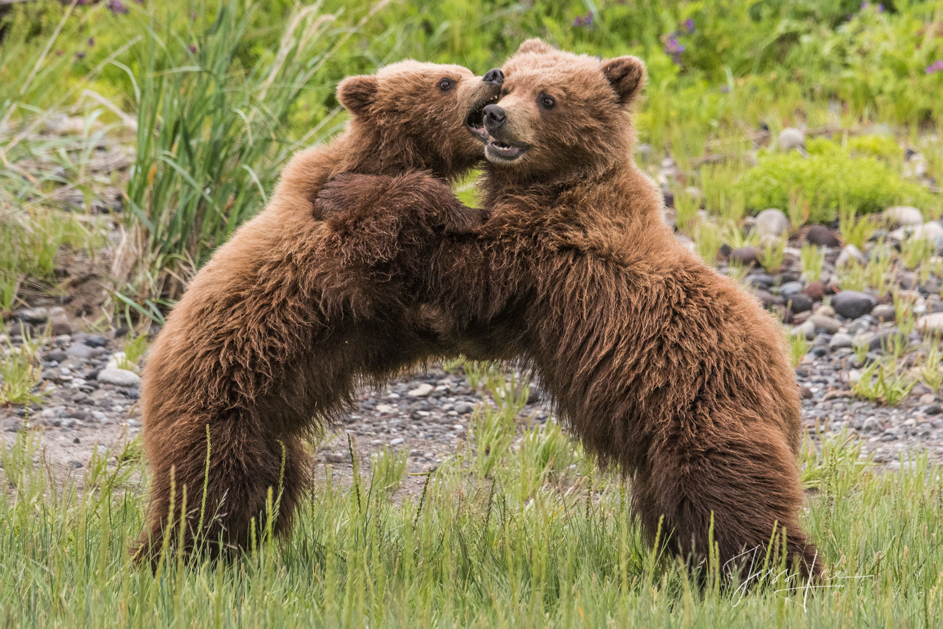 Grizzly Bear Cubs Playing Photo 294 Picture of a Grizzly Bear, Limited Edition Fine Art Photography Print From Jess Lee"s Bear Photo Gallery
