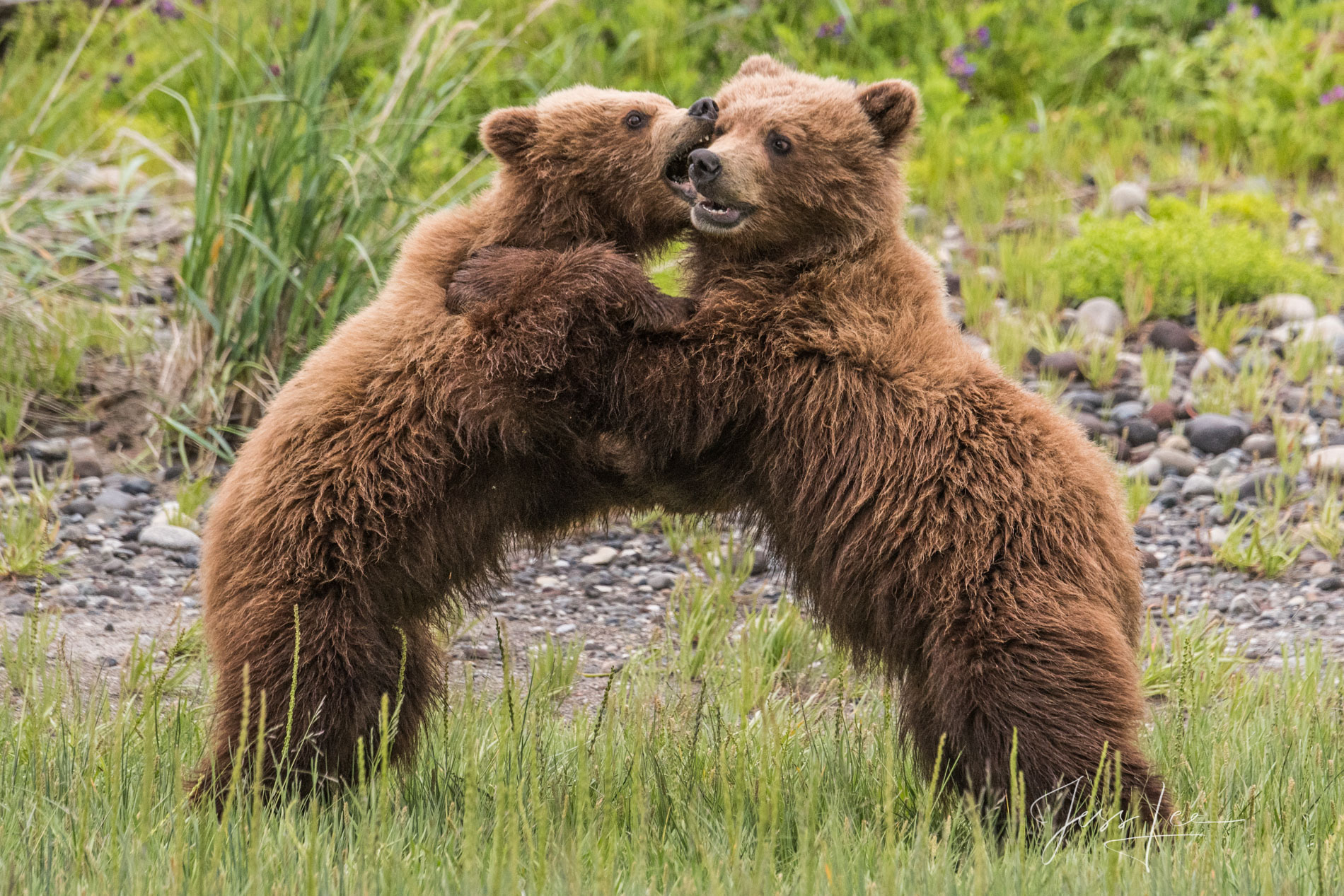 Picture of a Grizzly Bear, Limited Edition Fine Art Photography Print From Jess Lee"s Bear Photo Gallery