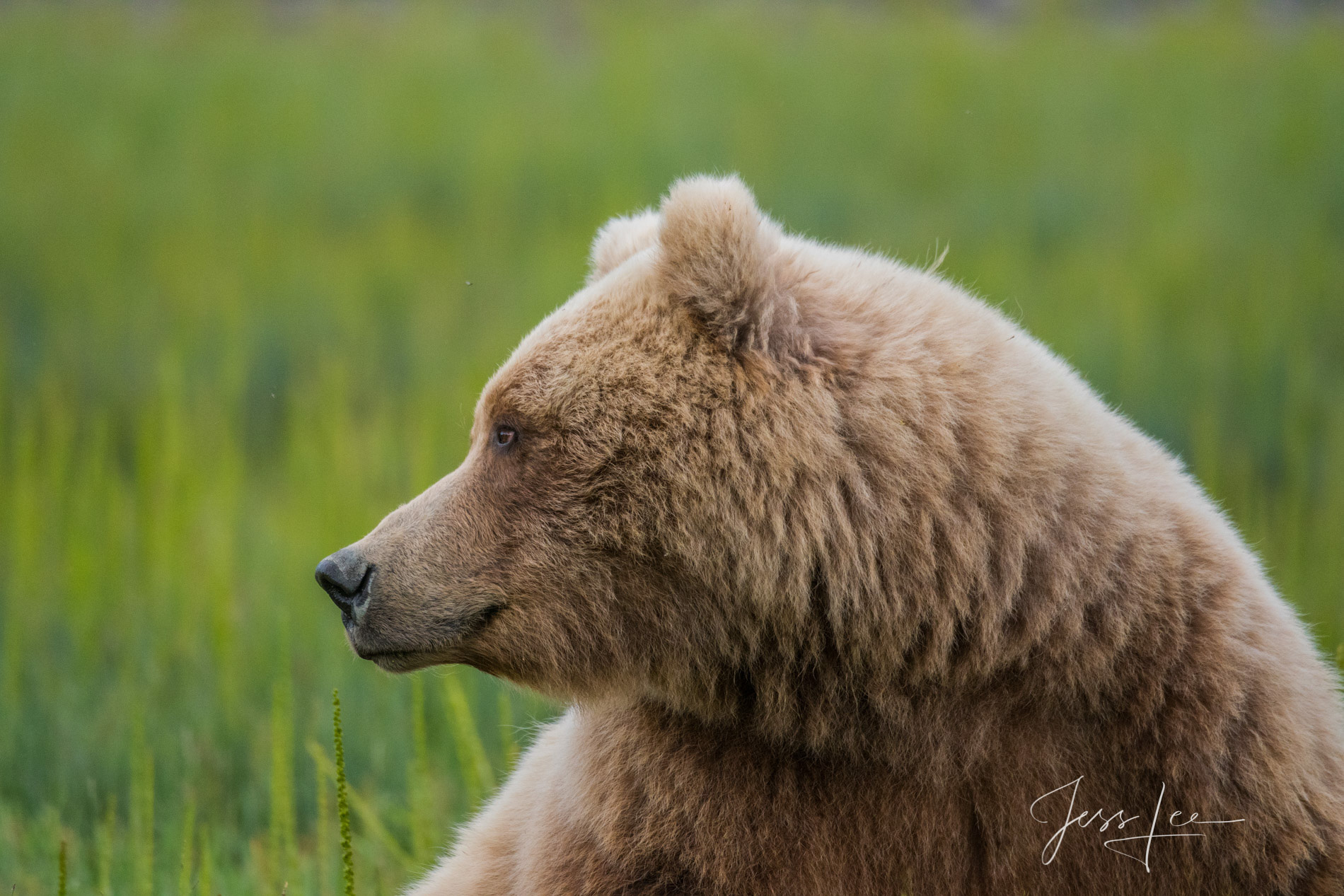 Picture of a Grizzly Bear, Limited Edition Fine Art Photography Print From Jess Lee"s Bear Photo Gallery