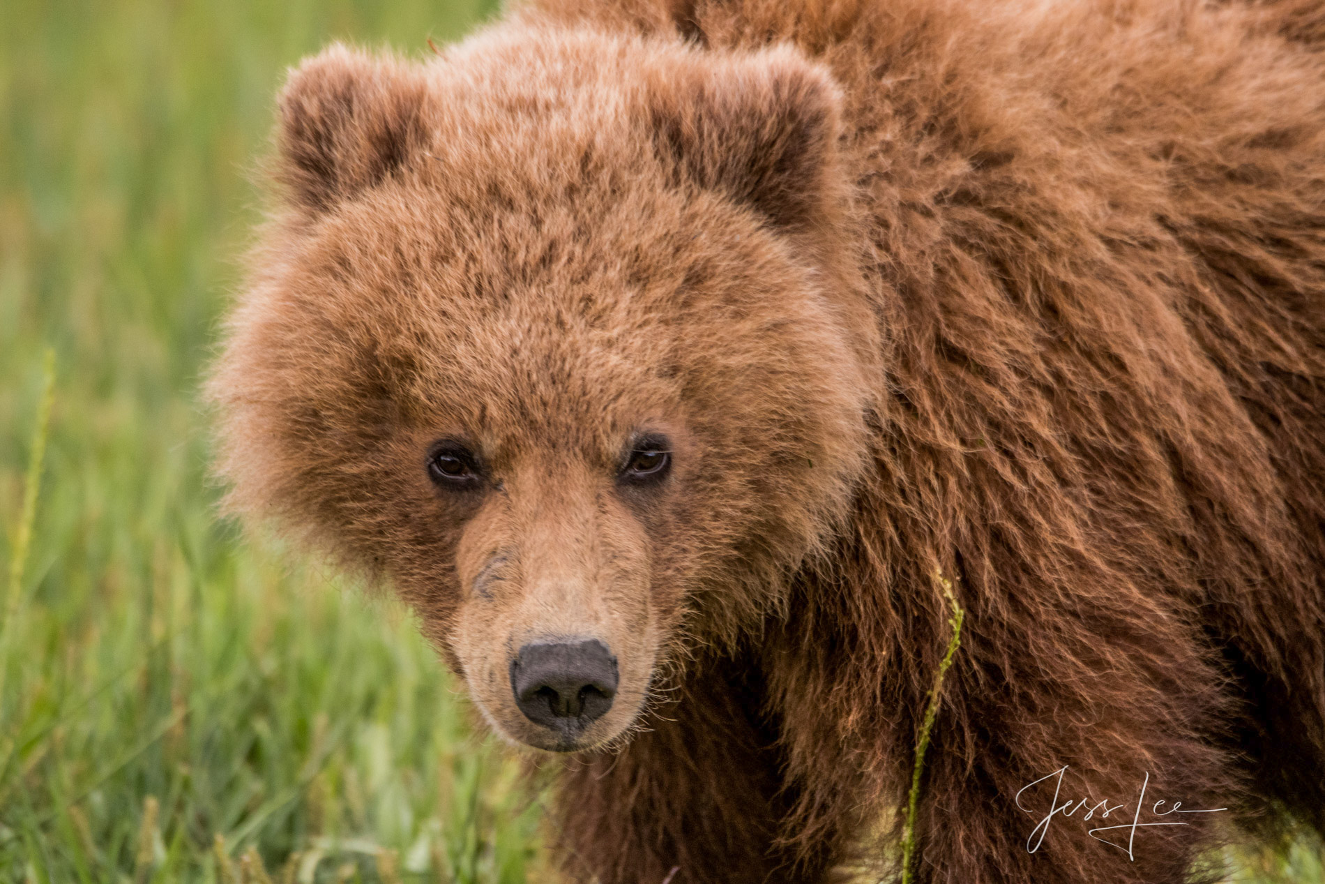 Picture of a Grizzly Bear, Limited Edition Fine Art Photography Print From Jess Lee"s Bear Photo Gallery