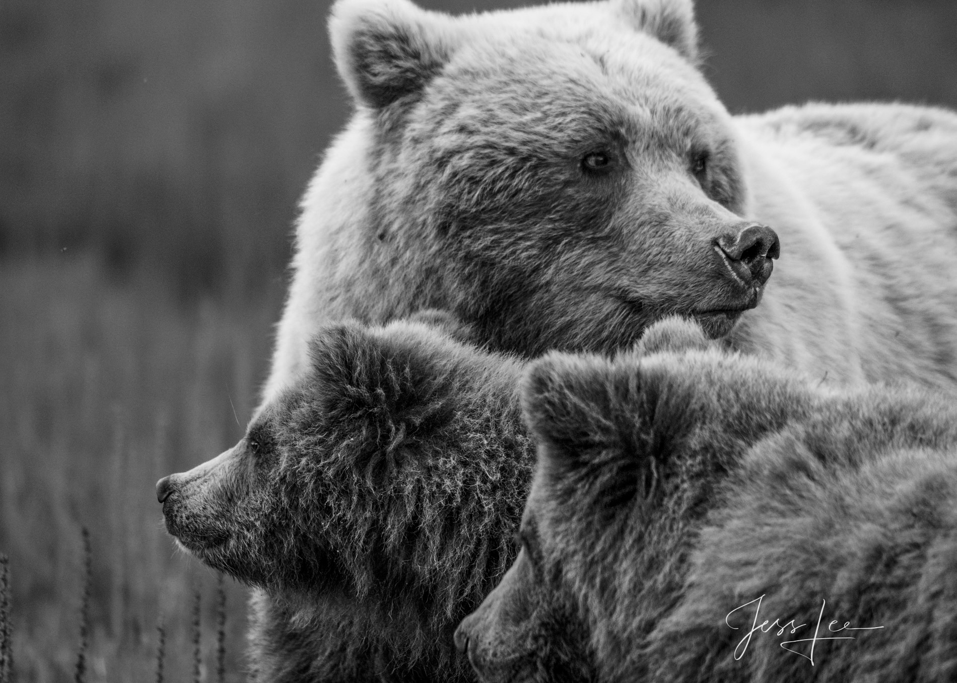 Mon and Cubs on Alert Mom and cubs looking for dangerous Male bears