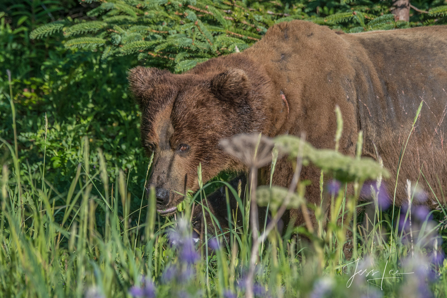 Picture of a Grizzly Bear, Limited Edition Fine Art Photography Print From Jess Lee"s Bear Photo Gallery
