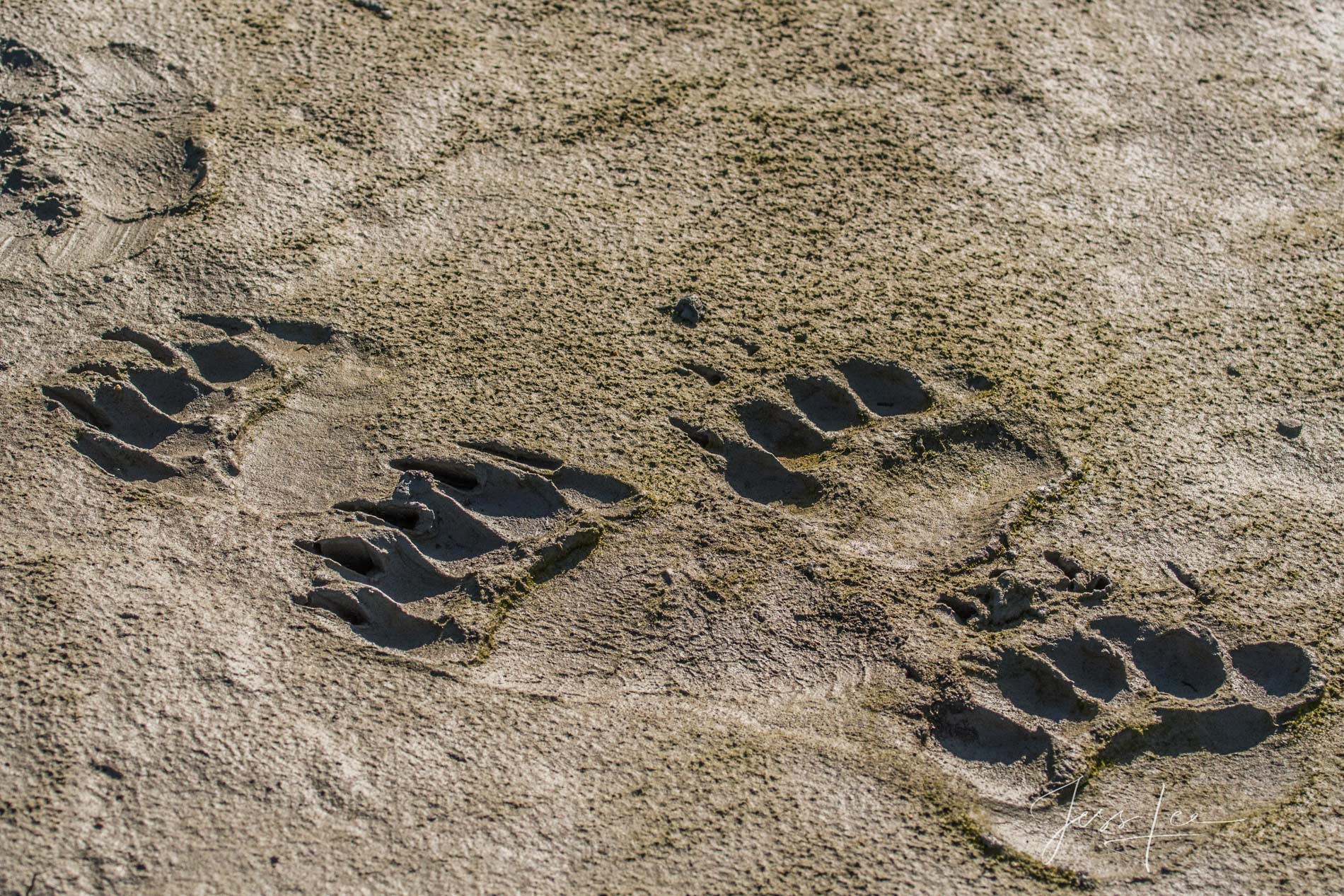 Picture of a Grizzly Bear, Limited Edition Fine Art Photography Print From Jess Lee"s Bear Photo Gallery