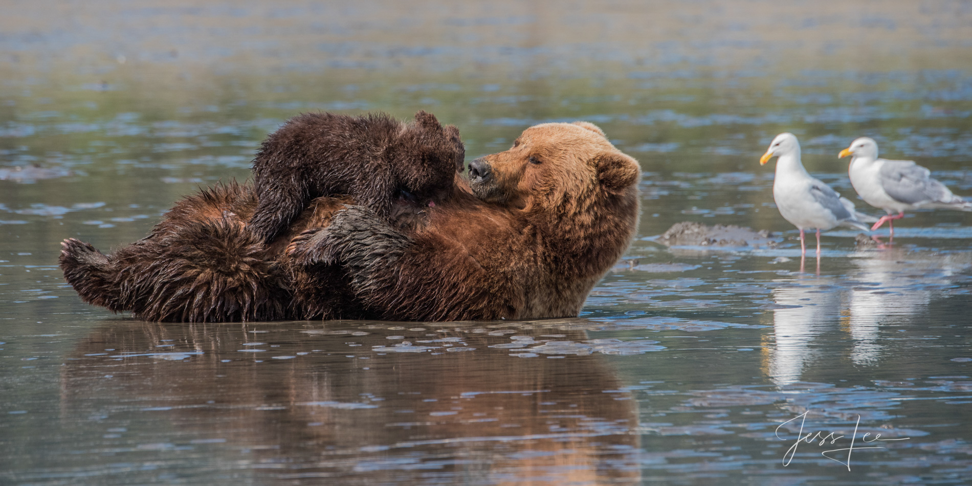 Grizzly Bear nursing Photo 285 Picture of a Grizzly Bear, Limited Edition Fine Art Photography Print From Jess Lee"s Bear Photo Gallery