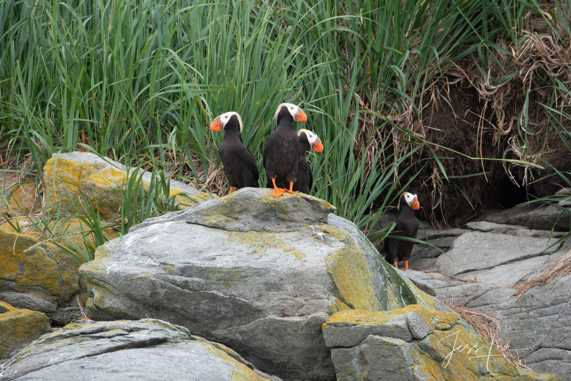 Enjoy the thrill of owning Puffin Photo # 6 from Jess Lee's Alaska Grizzly Bear limited edition photography print gallery.  Order...