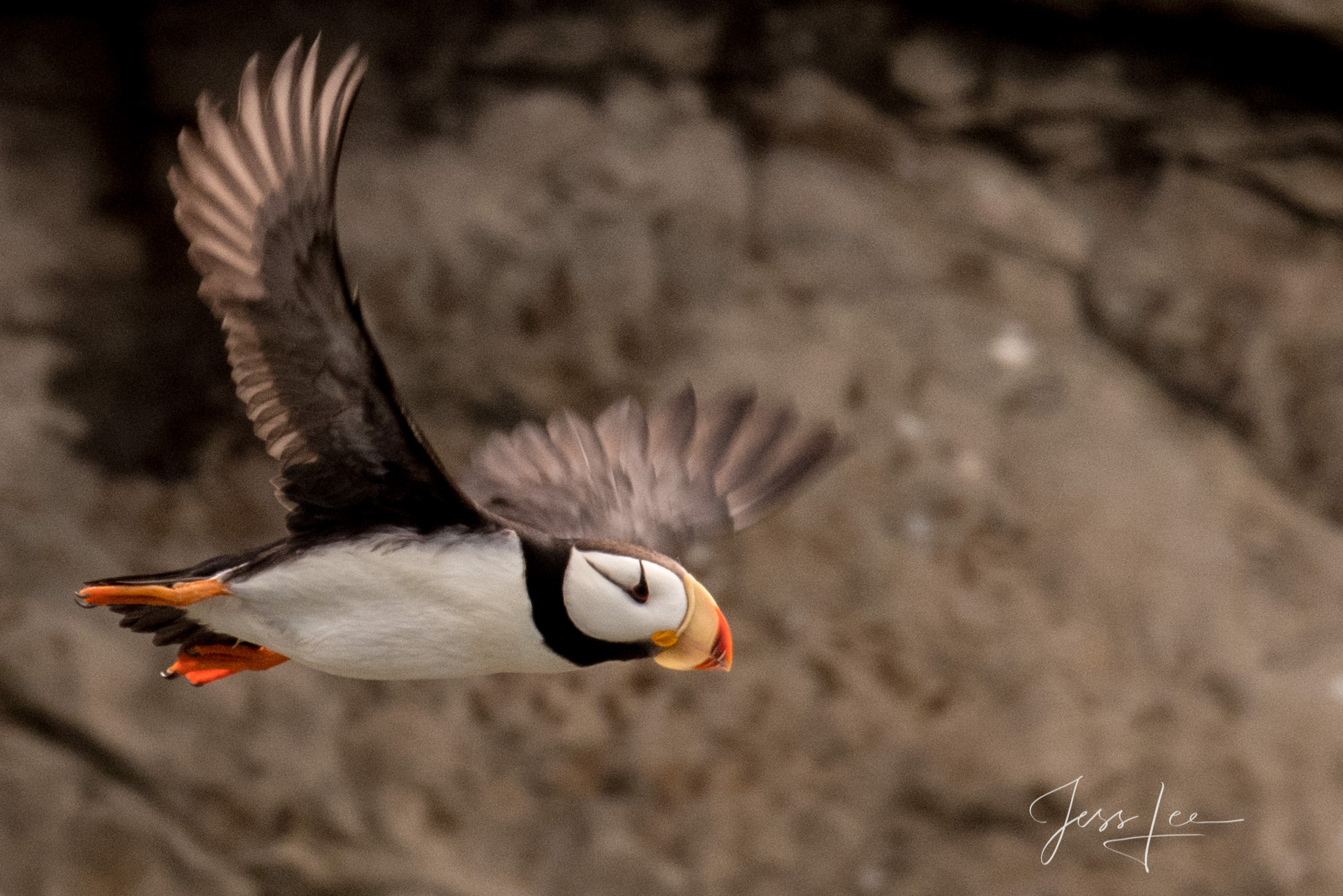 Puffin in flight Enjoy the thrill of owning Photo # 278 from Jess Lee's Alaska Grizzly Bear limited edition photography print gallery. Order...