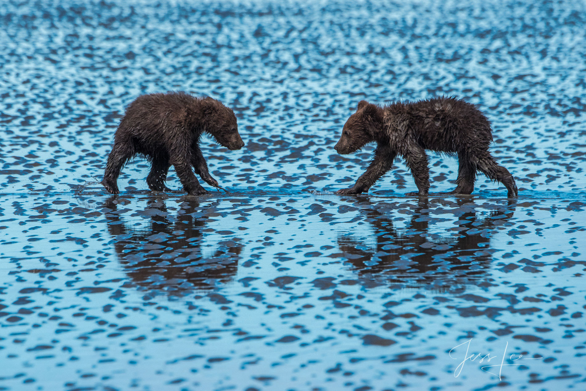 Grizzly Siblings Picture of a Grizzly Bear, Limited Edition Fine Art Photography Print From Jess Lee"s Bear Photo Gallery
