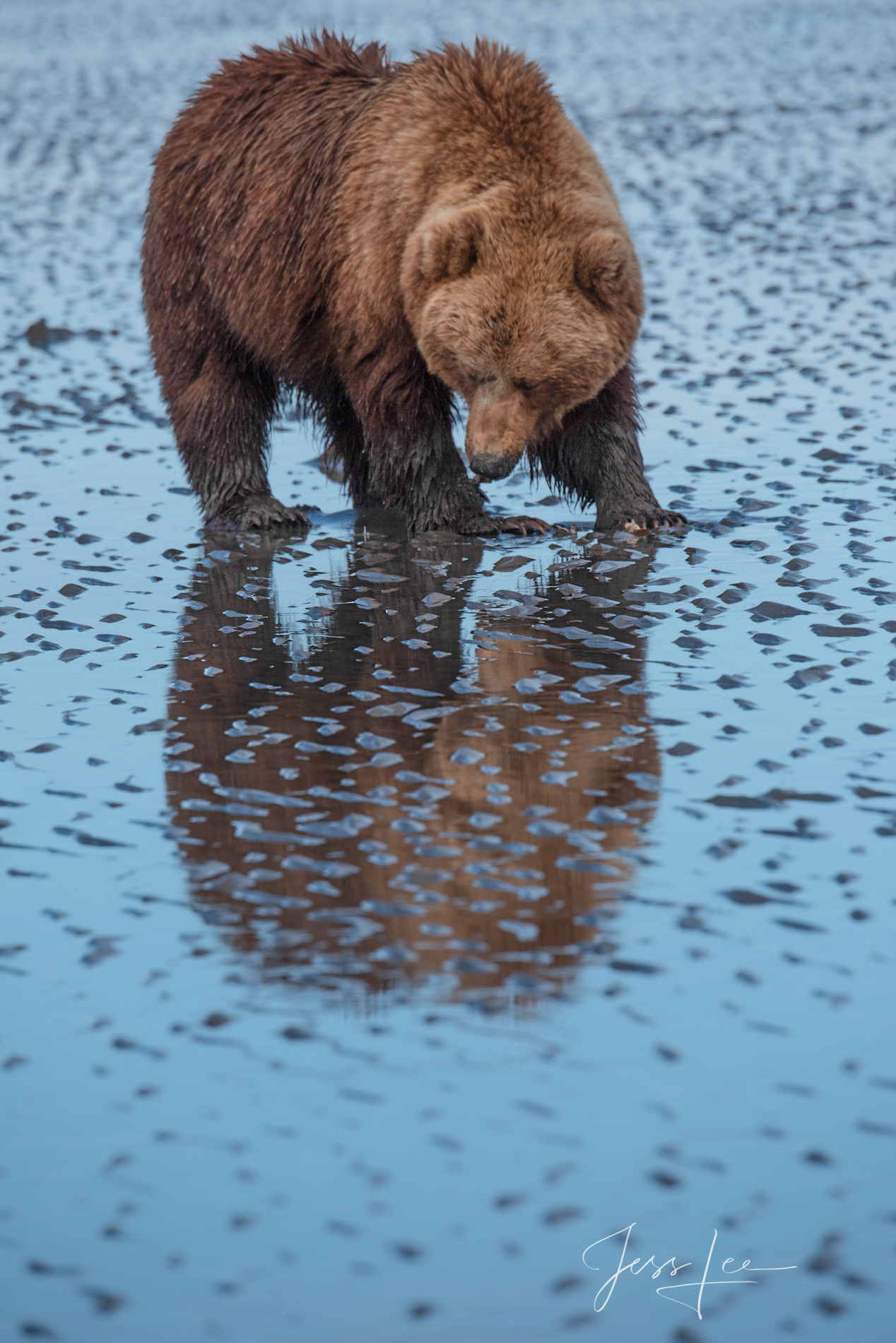 Hunting for Clam Dinner Picture of a Grizzly Bear, Limited Edition Fine Art Photography Print From Jess Lee"s Bear Photo Gallery