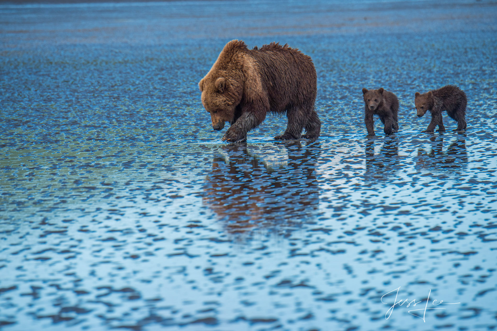 Picture of a Grizzly Bear, Limited Edition Fine Art Photography Print From Jess Lee"s Bear Photo Gallery