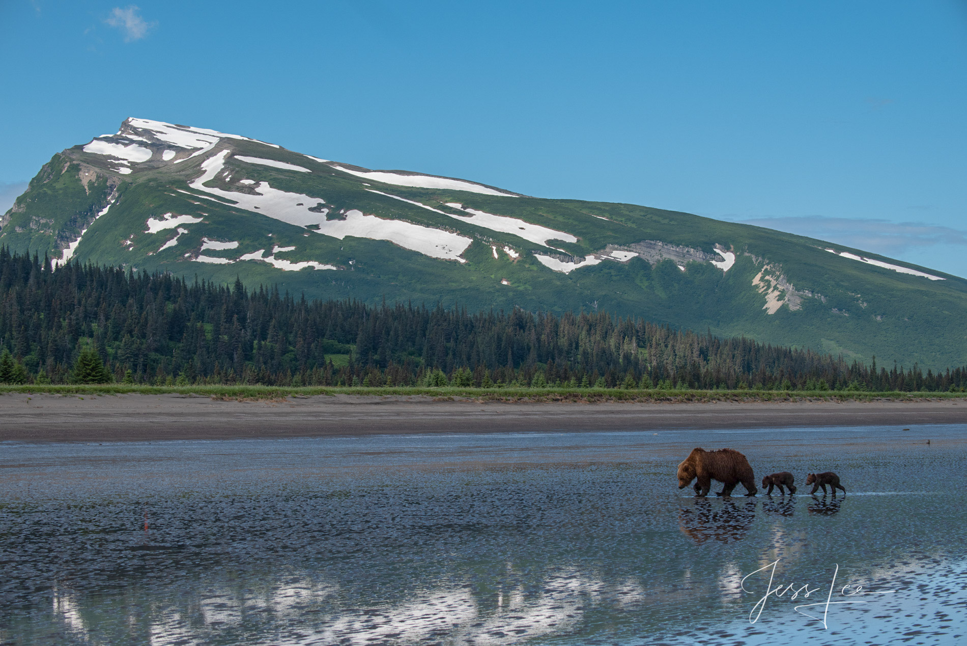 Grizzly Bears Reflecting on the coast  fine art limited edition of 300 prints