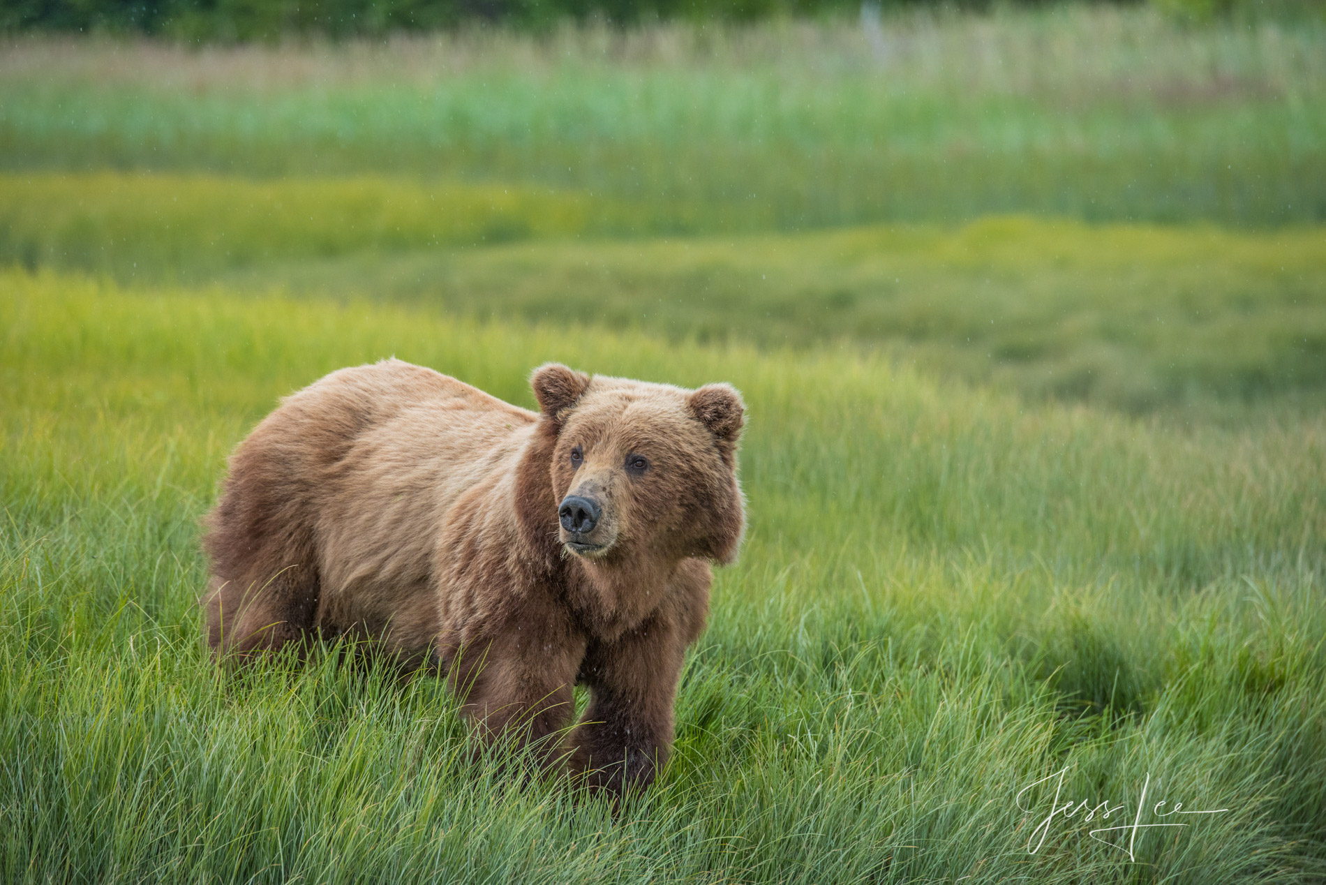 Picture of a Grizzly Bear, Limited Edition Fine Art Photography Print From Jess Lee"s Bear Photo Gallery