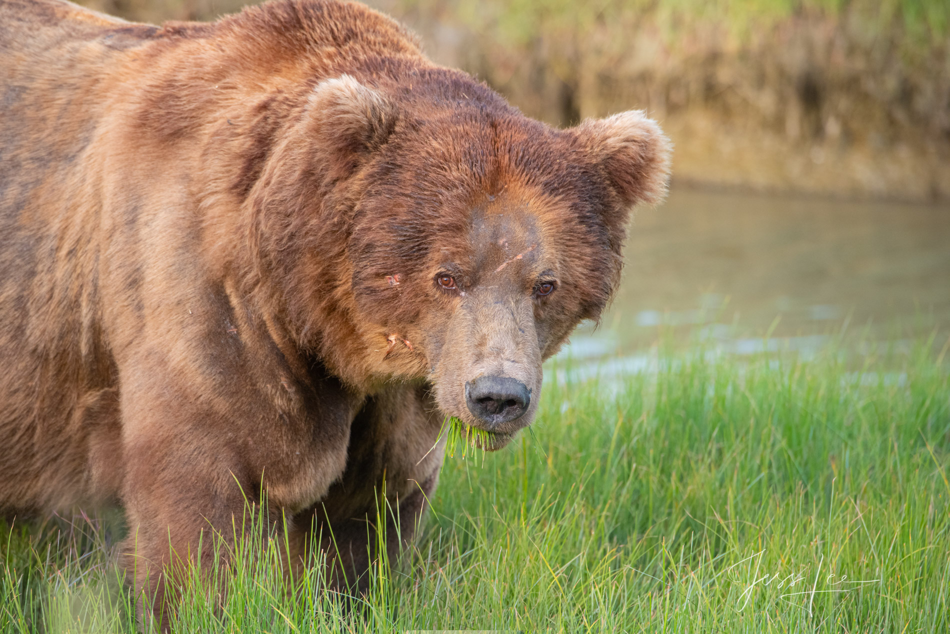 Big Old Grizzly Bear Photo Big old male Grizzly Bear. Fine art limited edition of 300 prints