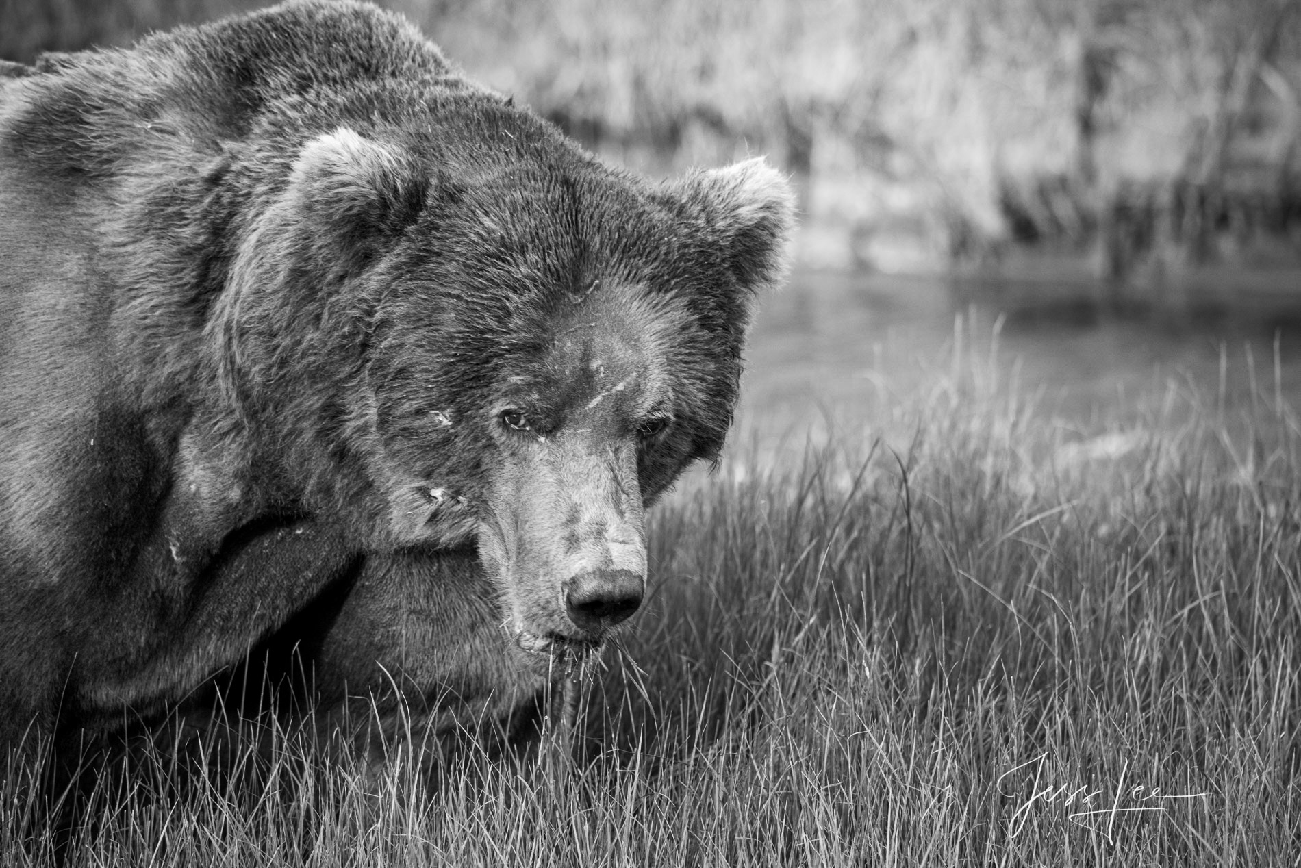 Battle scared Male Grizzly