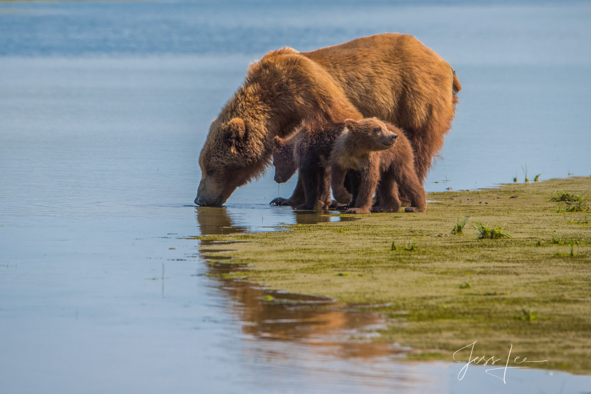 Picture of a Grizzly Bear and cubs taking a drink 