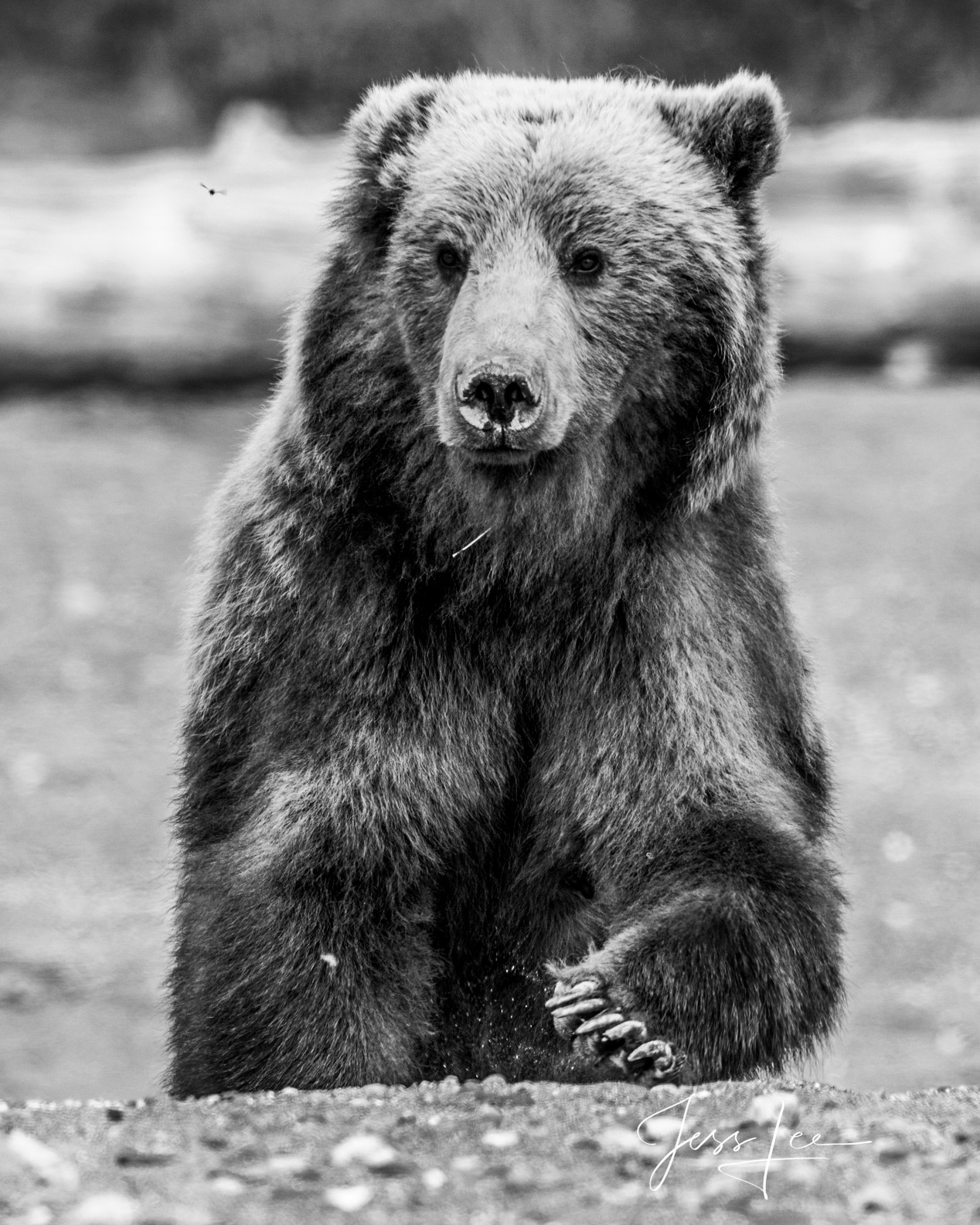 Grizzly Bear Photo