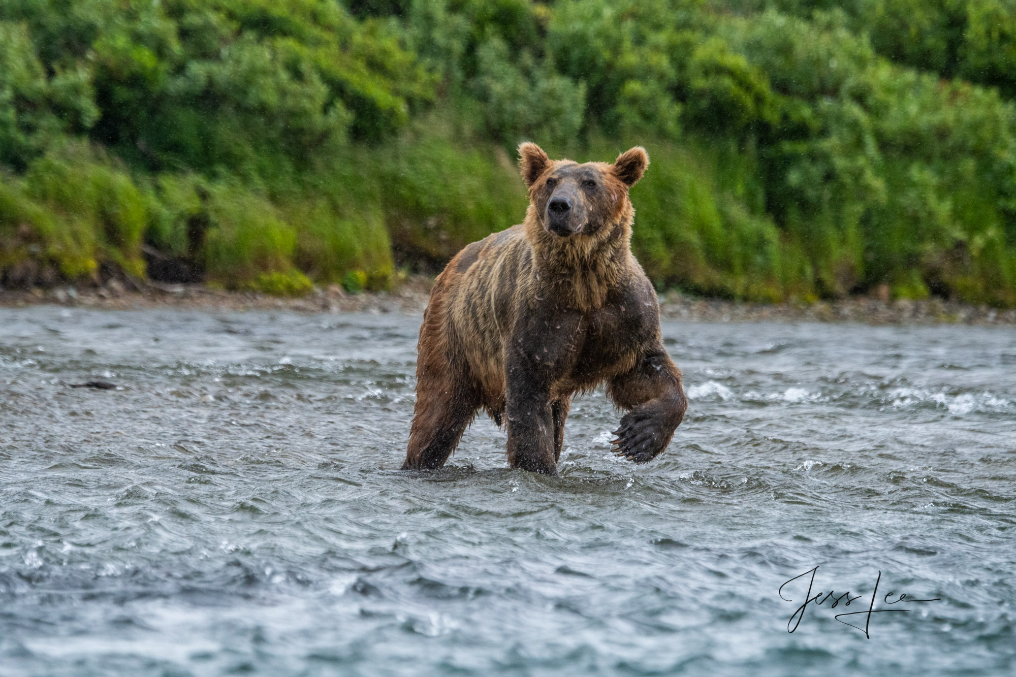 Grizzly Bear alert while fishing Grizzly bear interrupted while fishing for salmon in Katmai National Park, Alaska