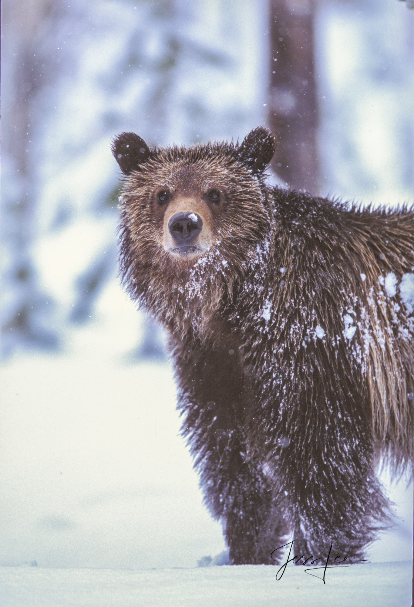 These Grizzly in snow fine art wildlife photographs are offered as high-quality prints for sale as created by Jess Lee. My prints...