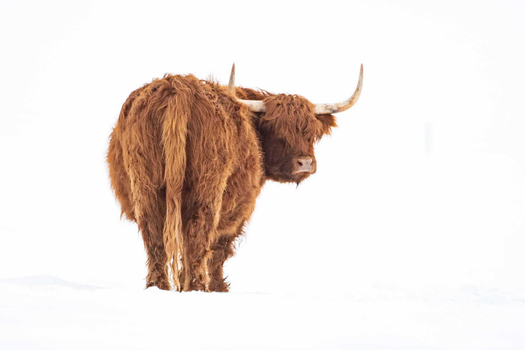 Who, me? This lone Highlander stands out against the snow-covered pastures of Wyoming.  Photo © copyright by Jess Lee