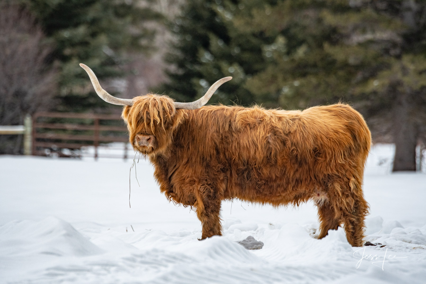 Yellowstone Photography, winter, steer by Jess Lee