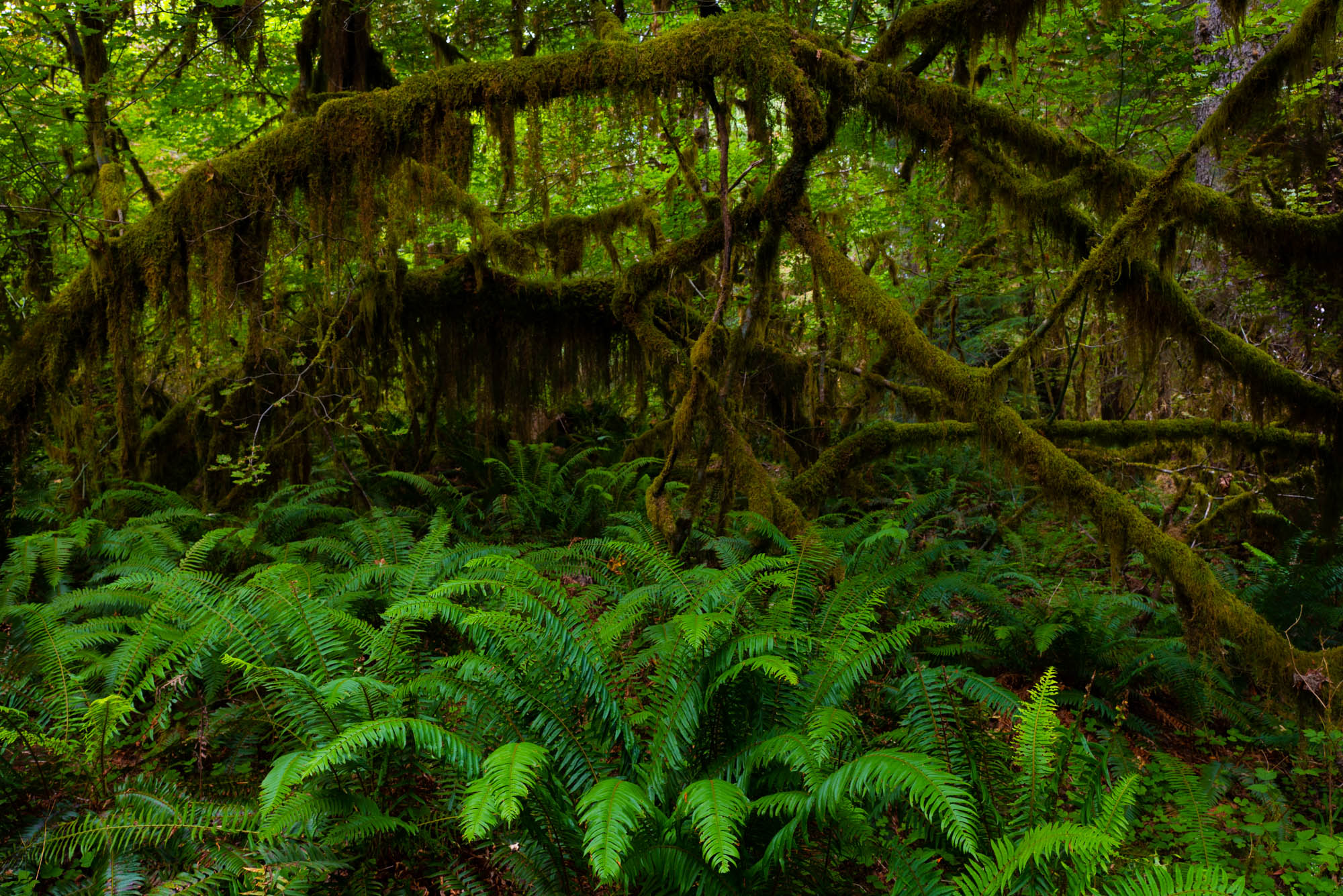 Bring the beauty of the Hoe Rainforest into your home with Jess Lee's limited edition fine art photography print from his Pacific...