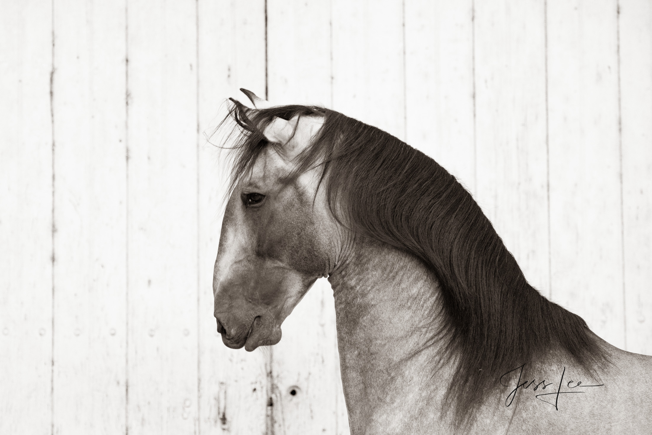 Horses of Camargue, Provence France 5 Camargue # 5 Fine Art, Limited Edition, Luxurious photographic prints of the horses of the Camargue and Provence region of France...