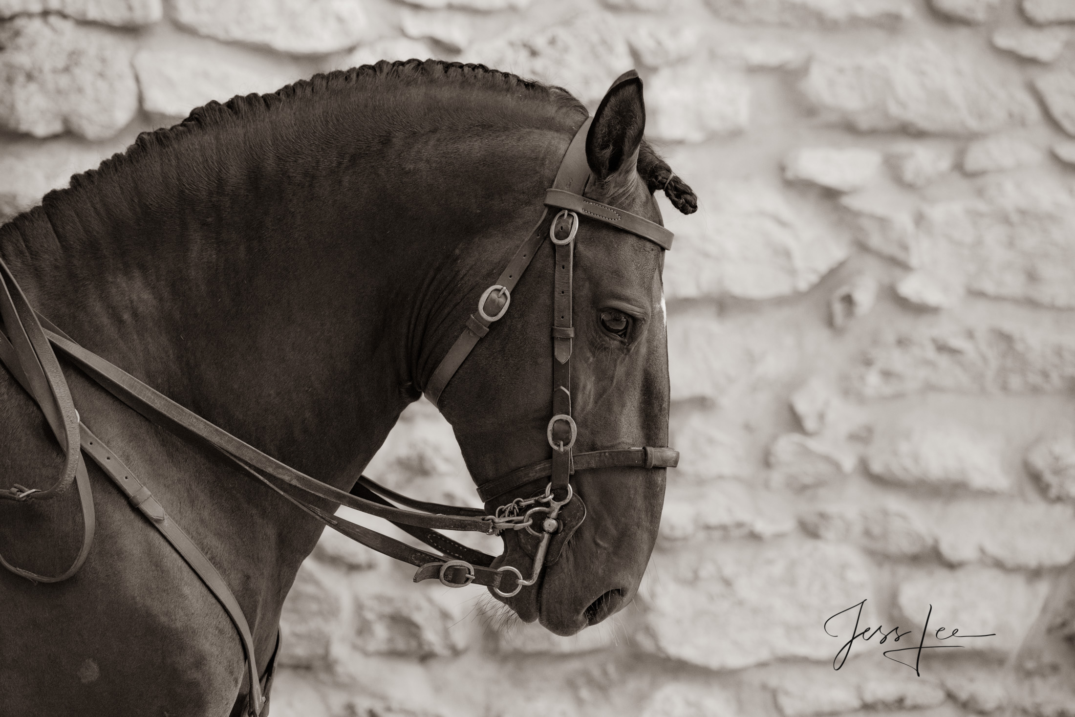 Camargue # 9-1 Fine Art, Limited Edition, Luxurious photographic prints of the horses of the Camargue and Provence region of...