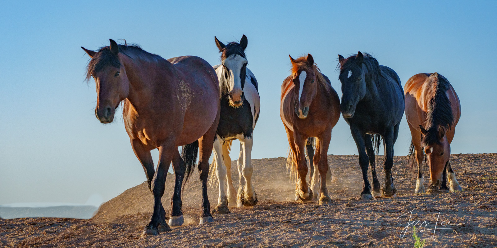 Fine Art Limited Edition Photography of Wild Herds Mustangs . Wild Horses or Mustang herd. This is part of the luxurious collection...