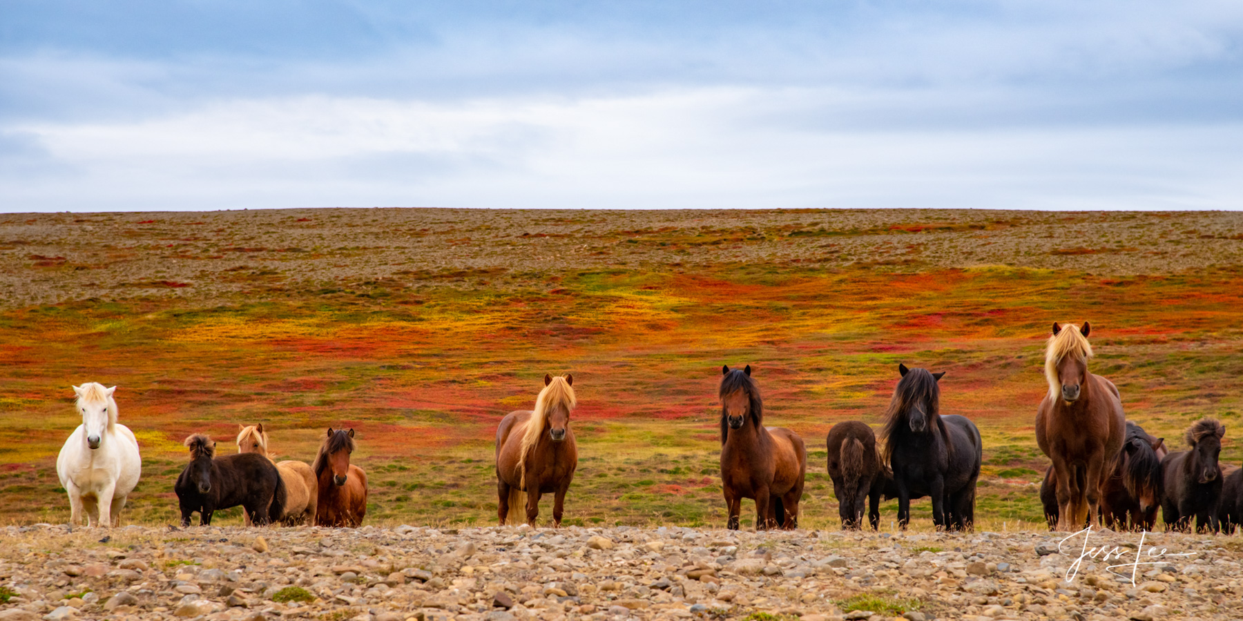 Limited Edition of 50 Exclusive high-resolution Museum Quality Fine Art Prints of Icelandic horses in this Panorama Photo. Photos...