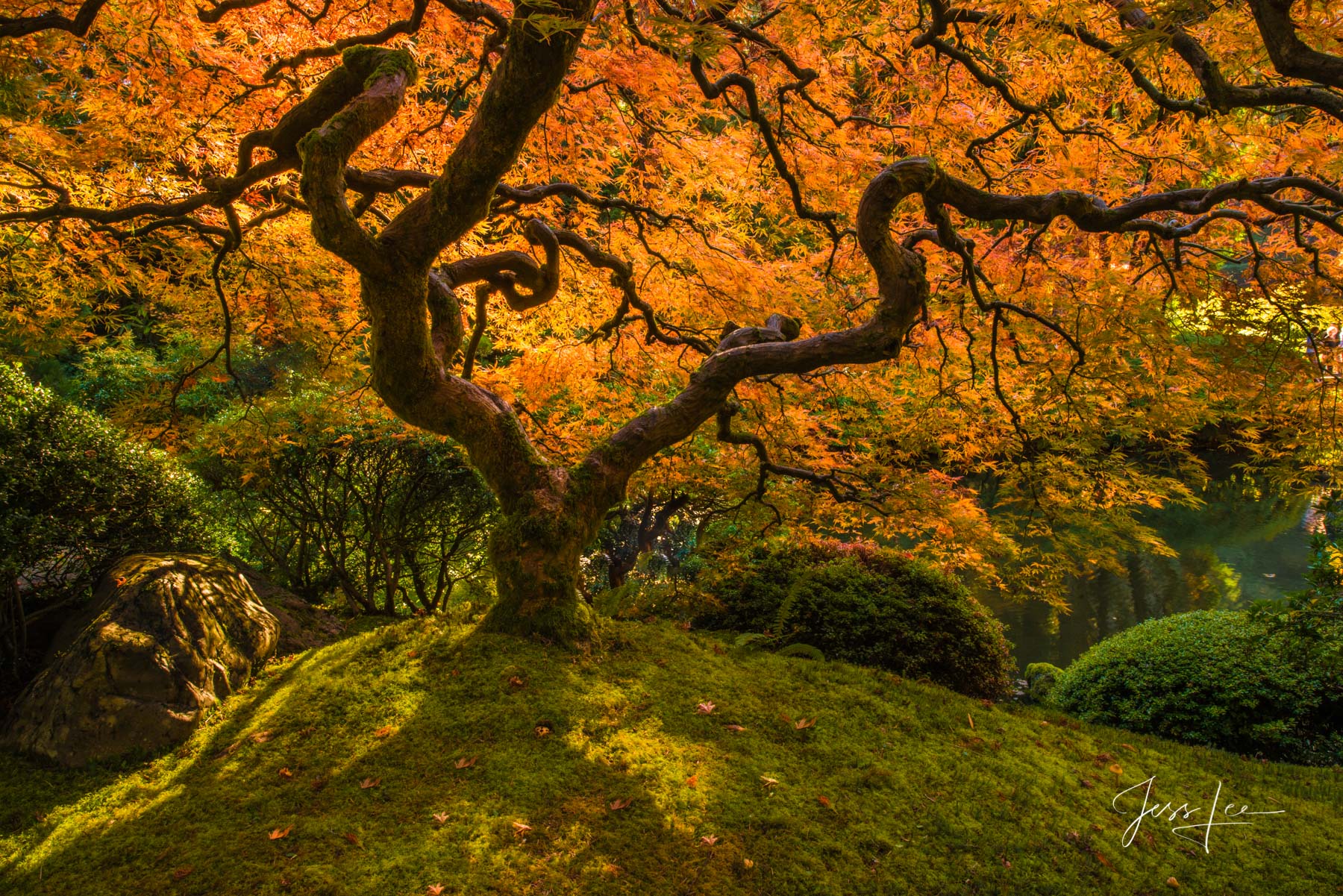 The Emperor aka Tree of Life Tree Photography Print Japanese Maple Tree in Fall orange color
