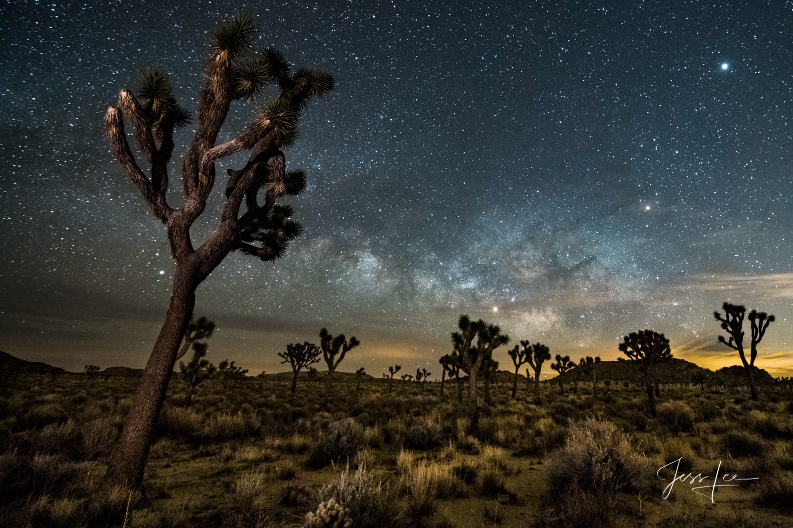 Joshua National Park Tree High Desert Night Picture