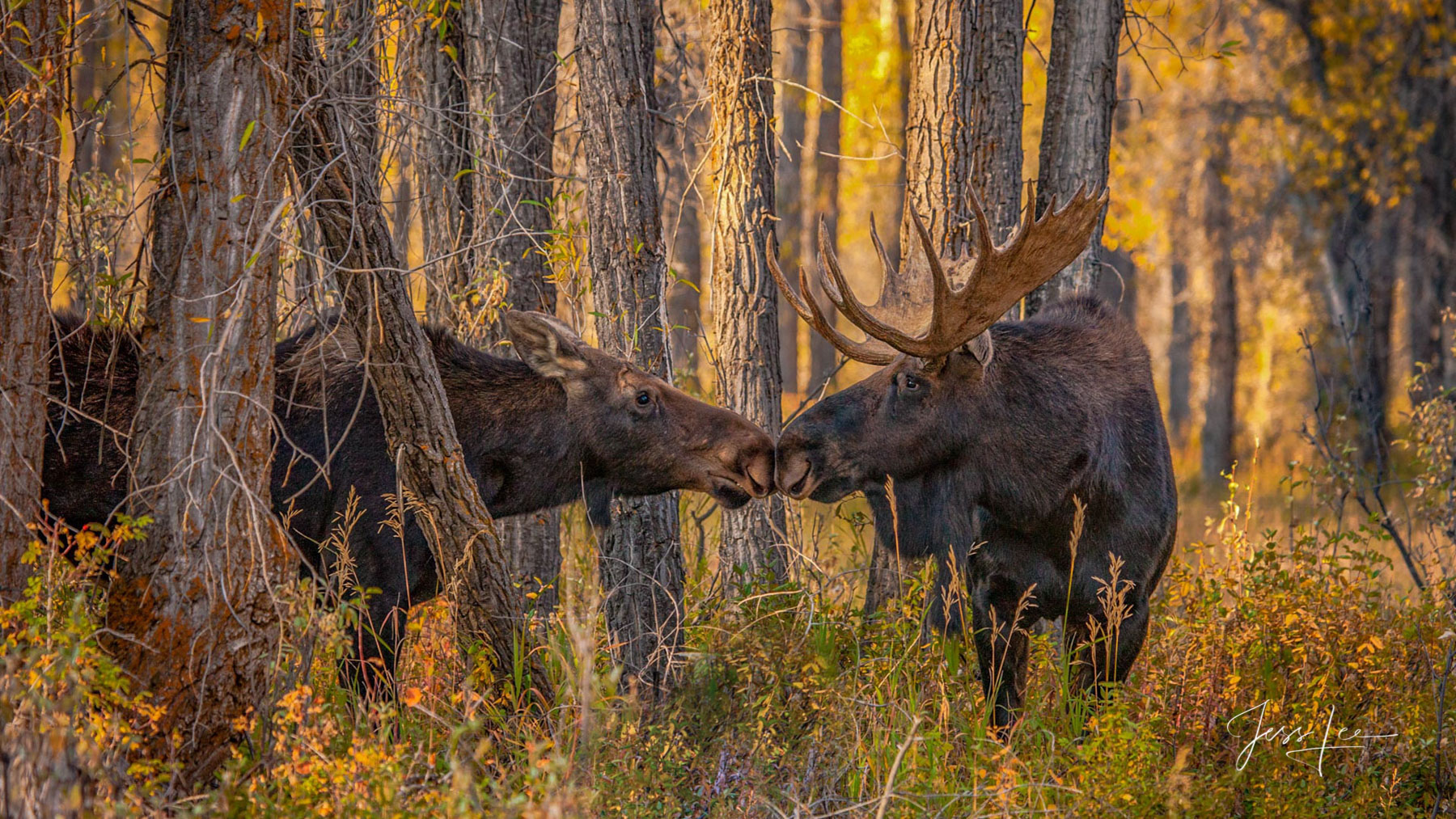 Grand Teton Photography Print of kissing Moose