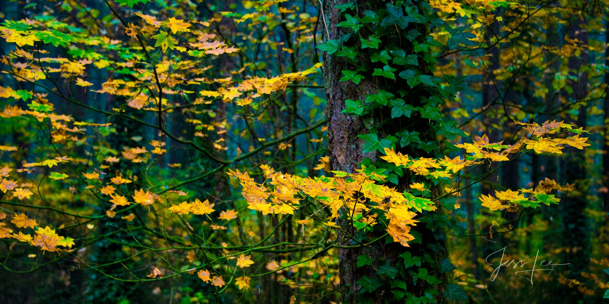 A Limited Edition of 200 Fine Art landscape photographic prints. Green and Gold Tree leaves, what better photography would typify...